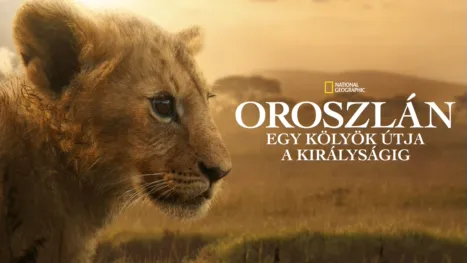 thumbnail - Oroszlán: Egy kölyök útja a királyságig