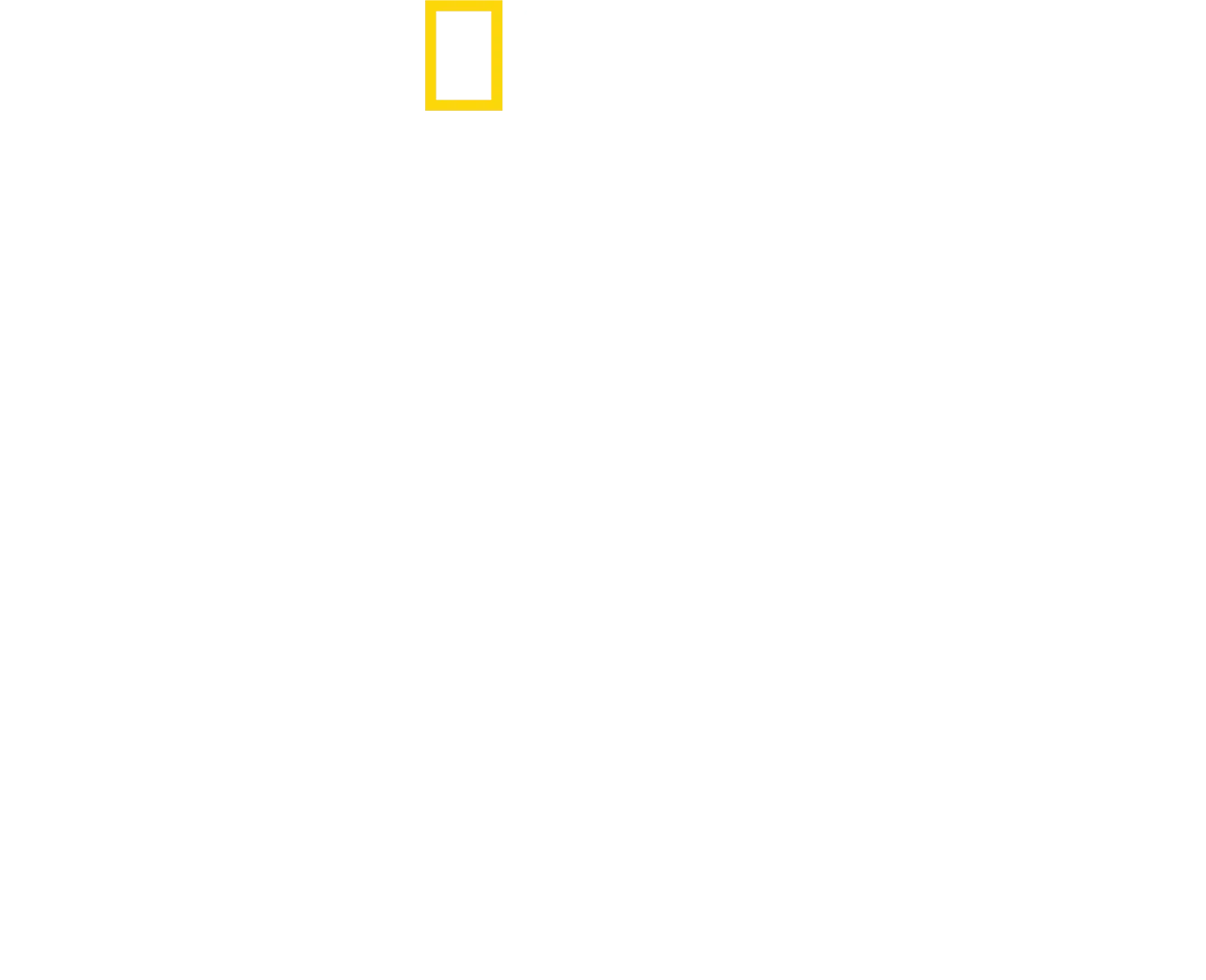 獅王：榮耀之戰