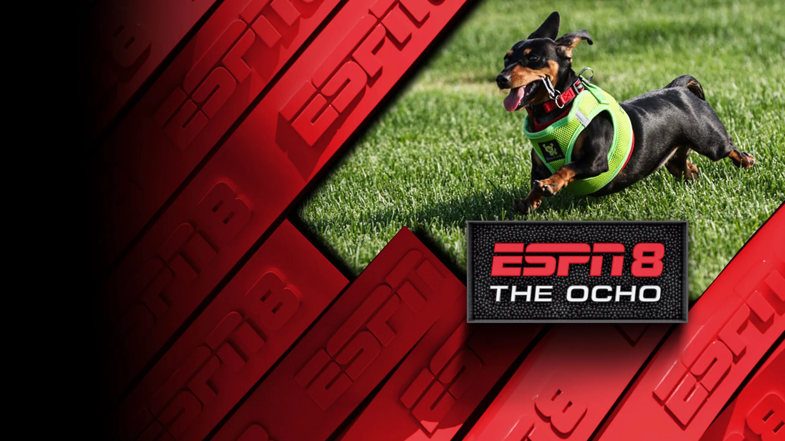 Meadowlands Racetrack Wiener Dog Derby
