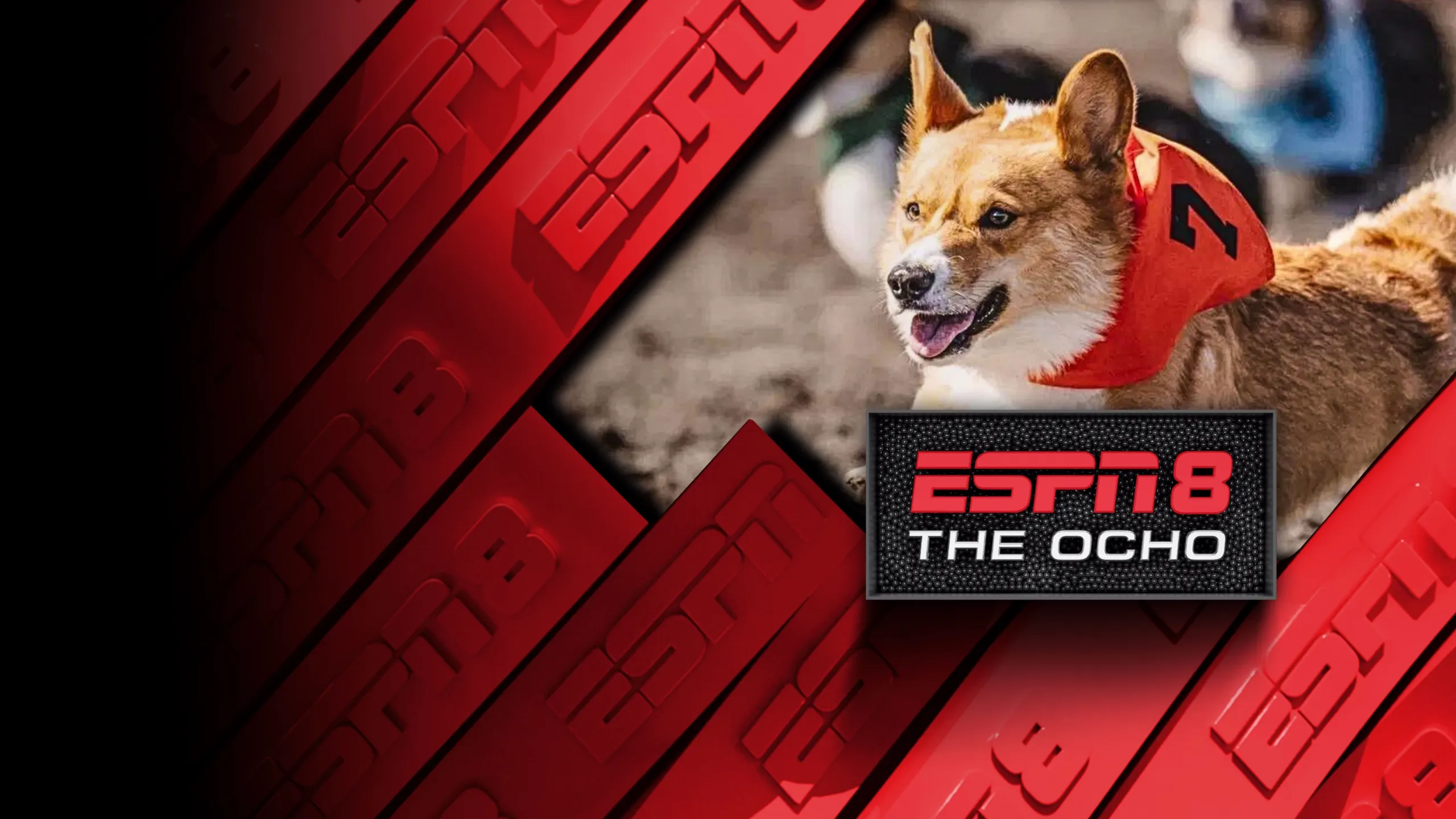 2026 Corgi Races at Emerald Downs