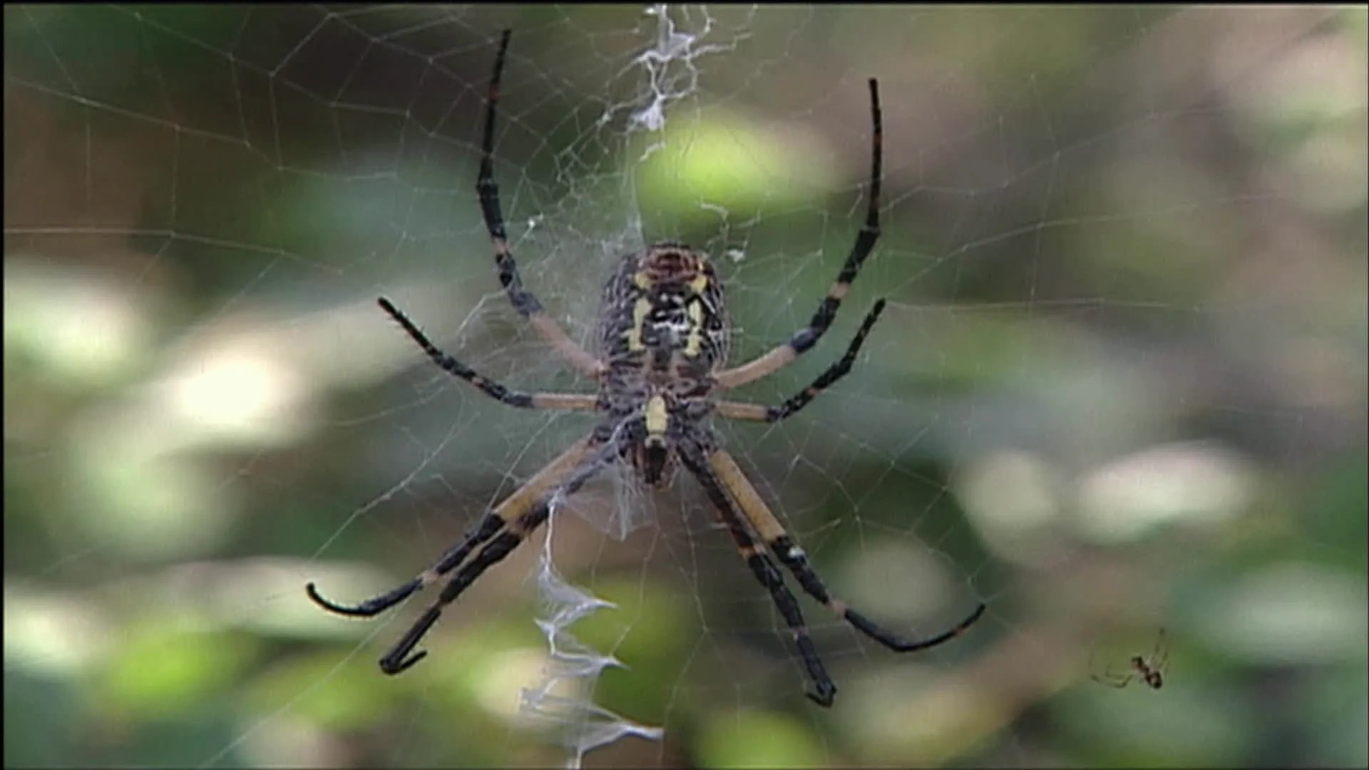 thumbnail - S2:E17 Monster Spiders