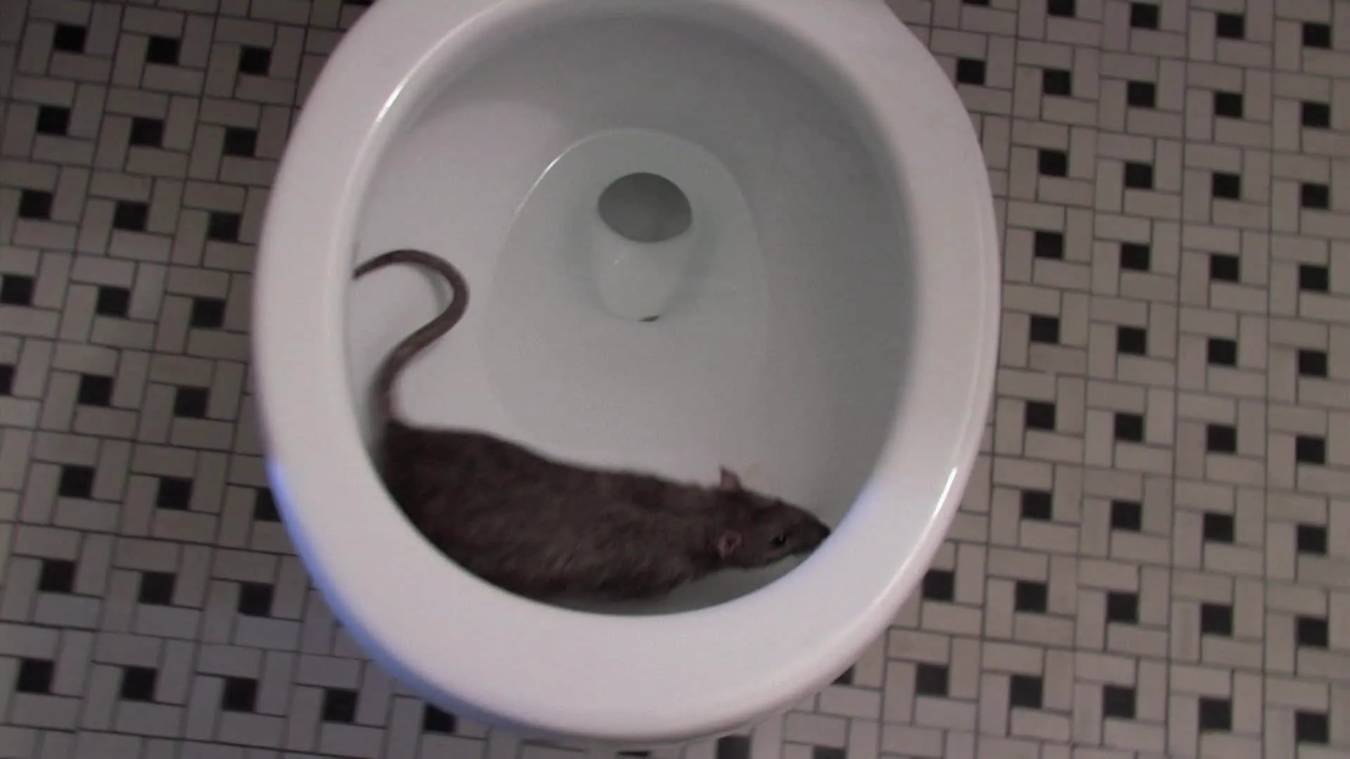 thumbnail - S2:E6 Super Rats