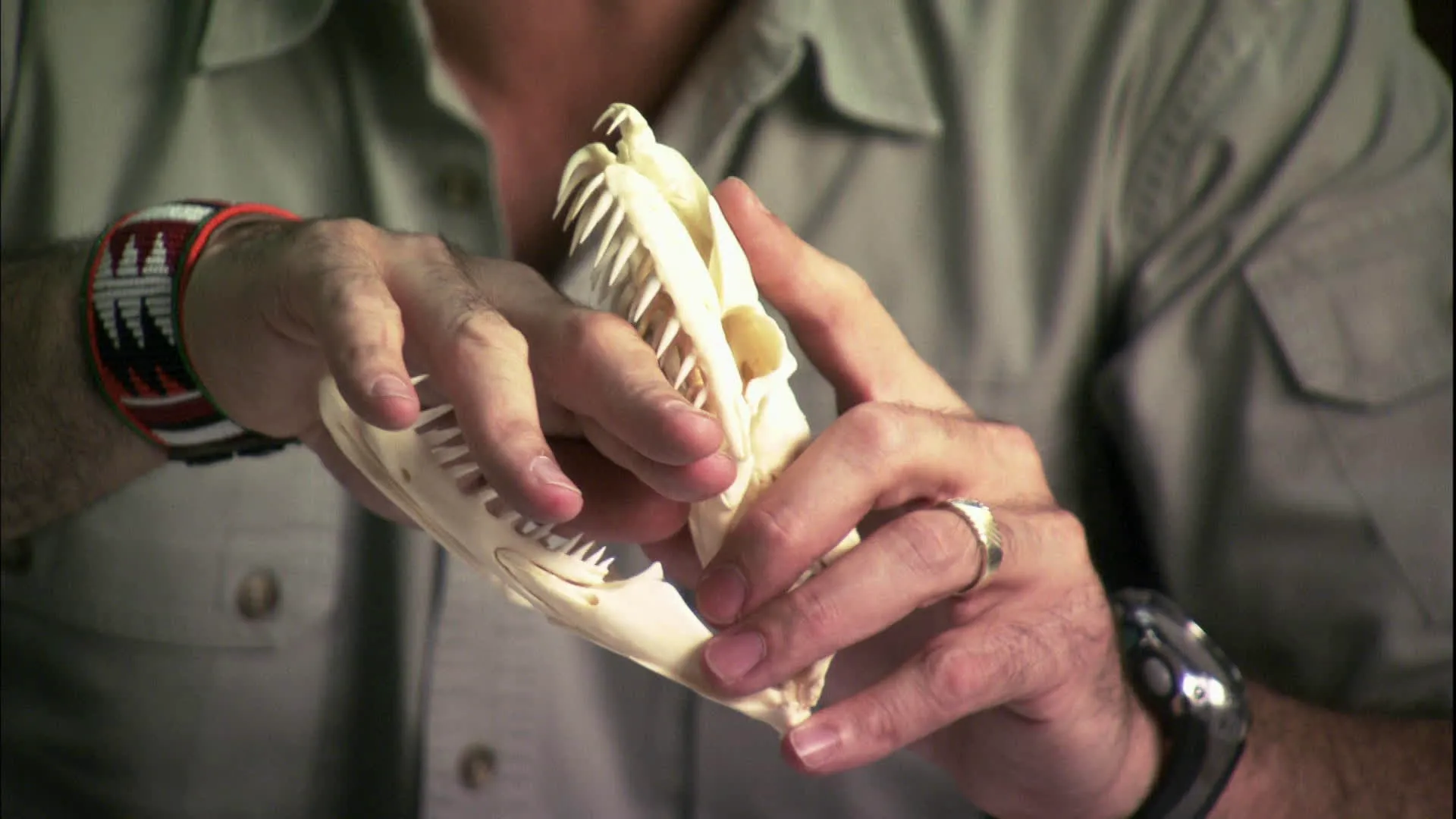 thumbnail - S2:E5 Giant Killer Snakes