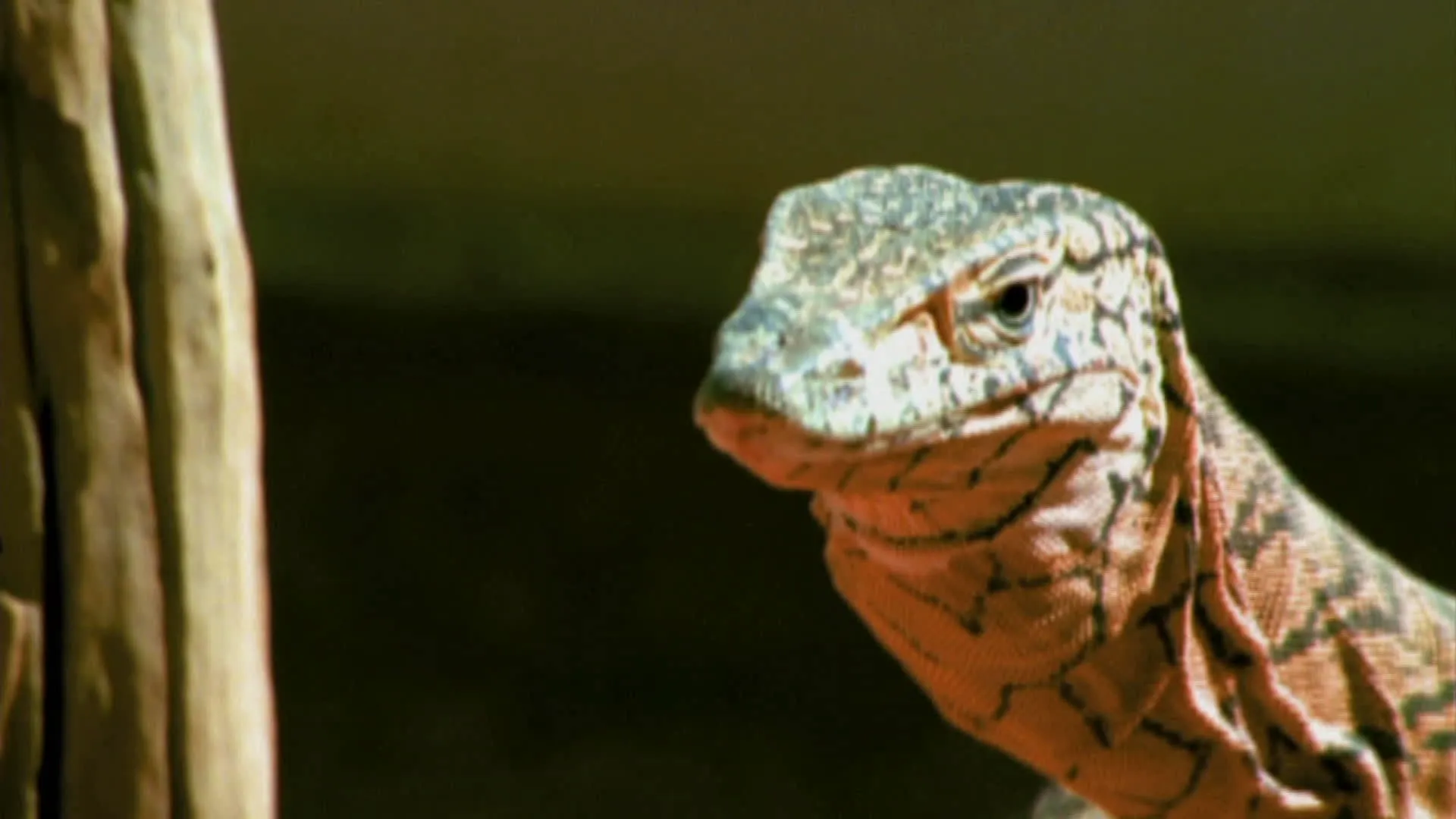 thumbnail - S2:E19 Real Dragons