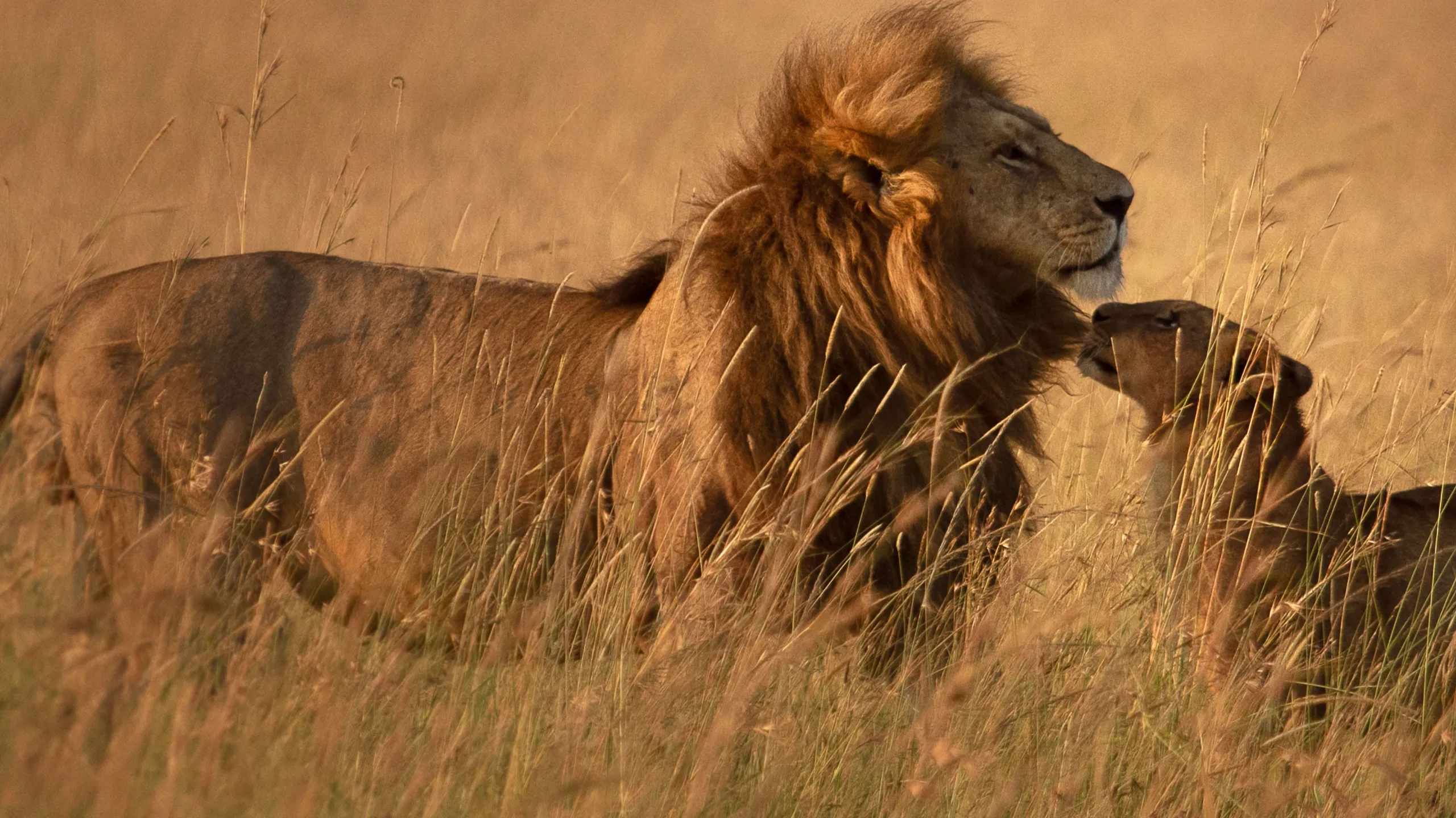 Lion
