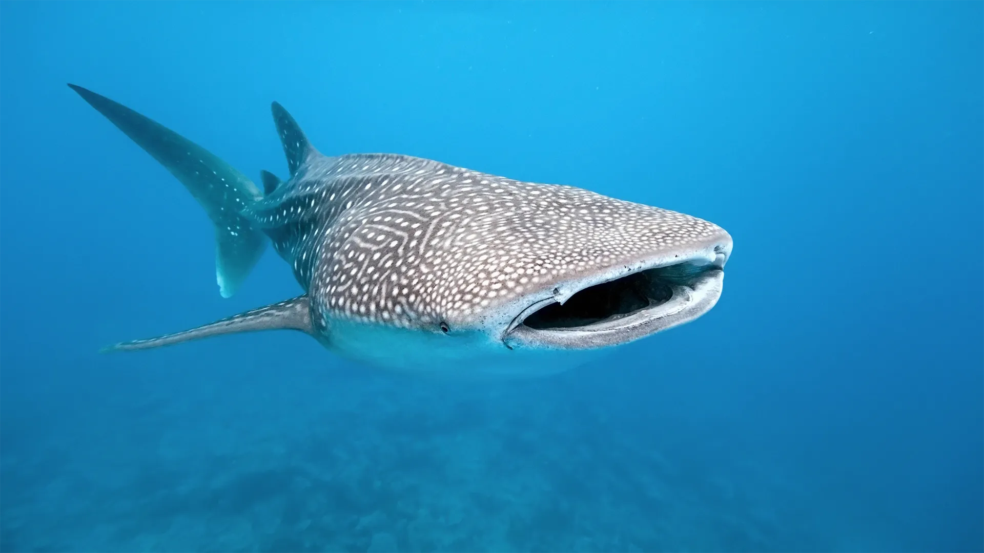 thumbnail - S1:E5 Shark Dynasty