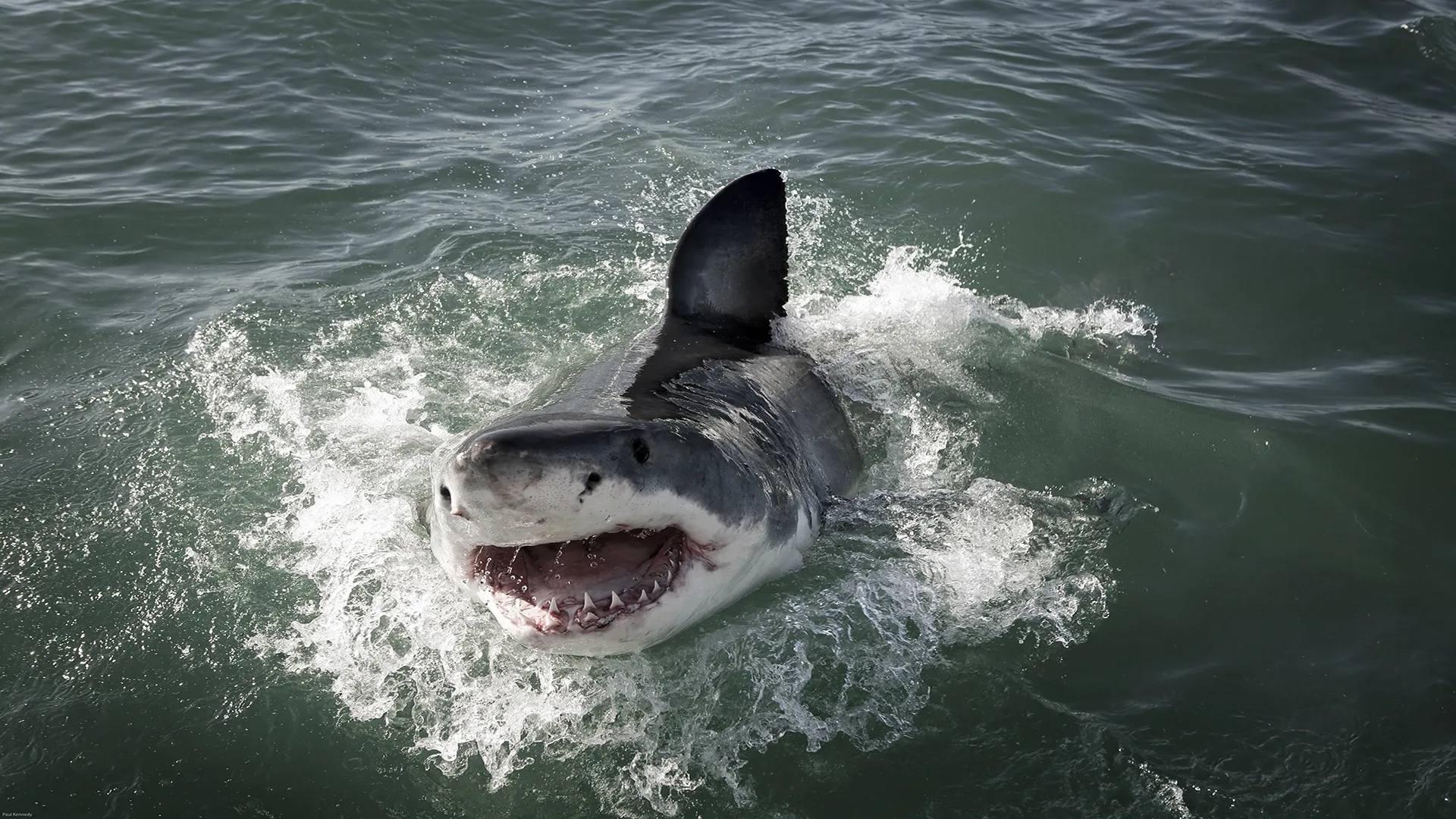 thumbnail - S1:E6 Shark Supremacy