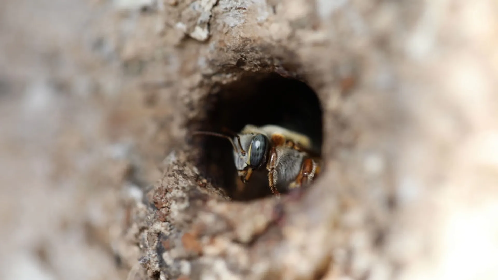 The image is a Melipona bee, a type of stingless bee known for producing medicinal honey. Secrets Of The Bees, National Geographic