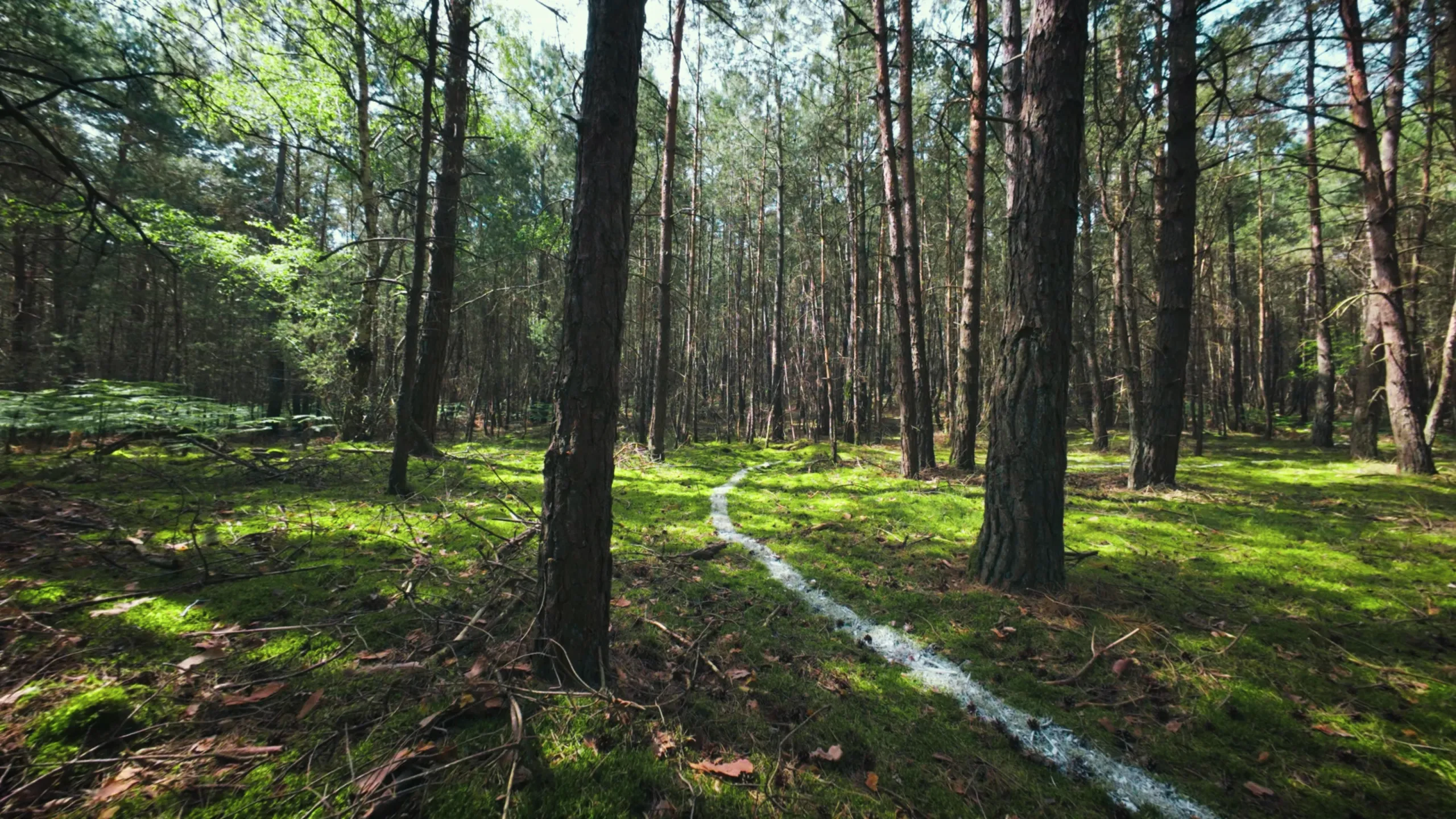 thumbnail - S1: Afl. 2 Het spoor naar de waarheid