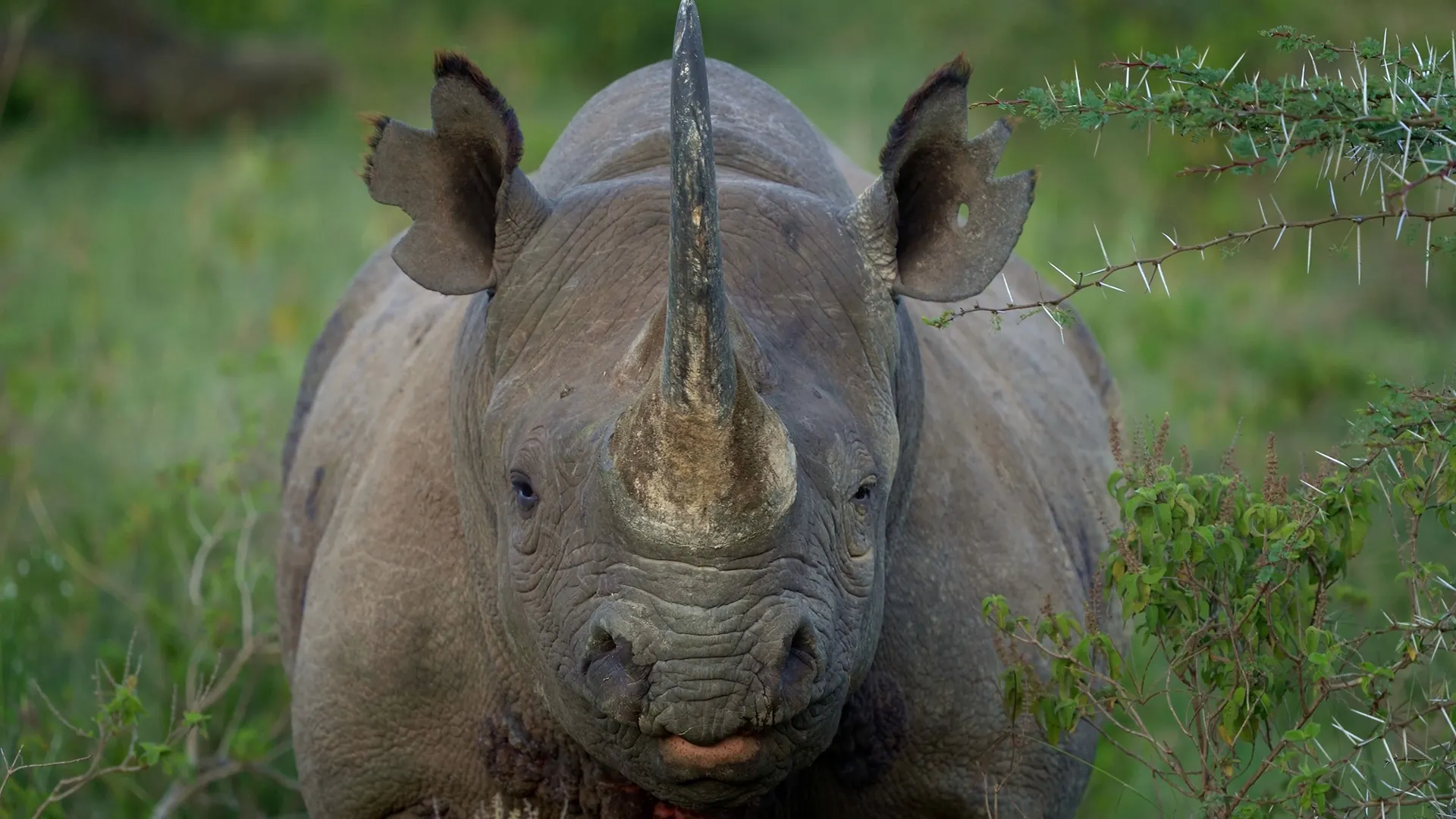 thumbnail - S1:E4 Black Rhino
