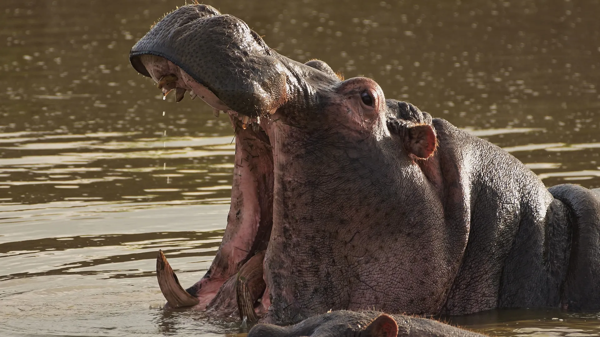 thumbnail - S1:E5 Hippo