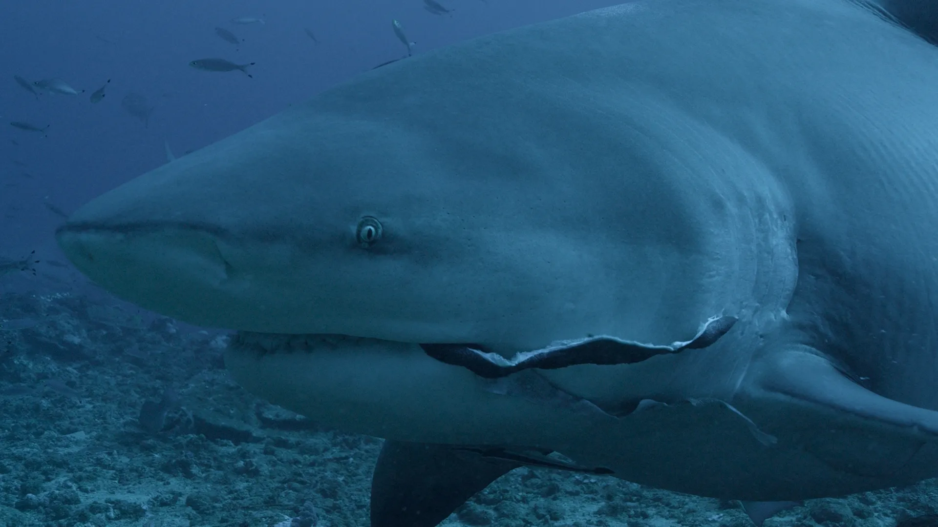 thumbnail - S1:E2 Bull Shark