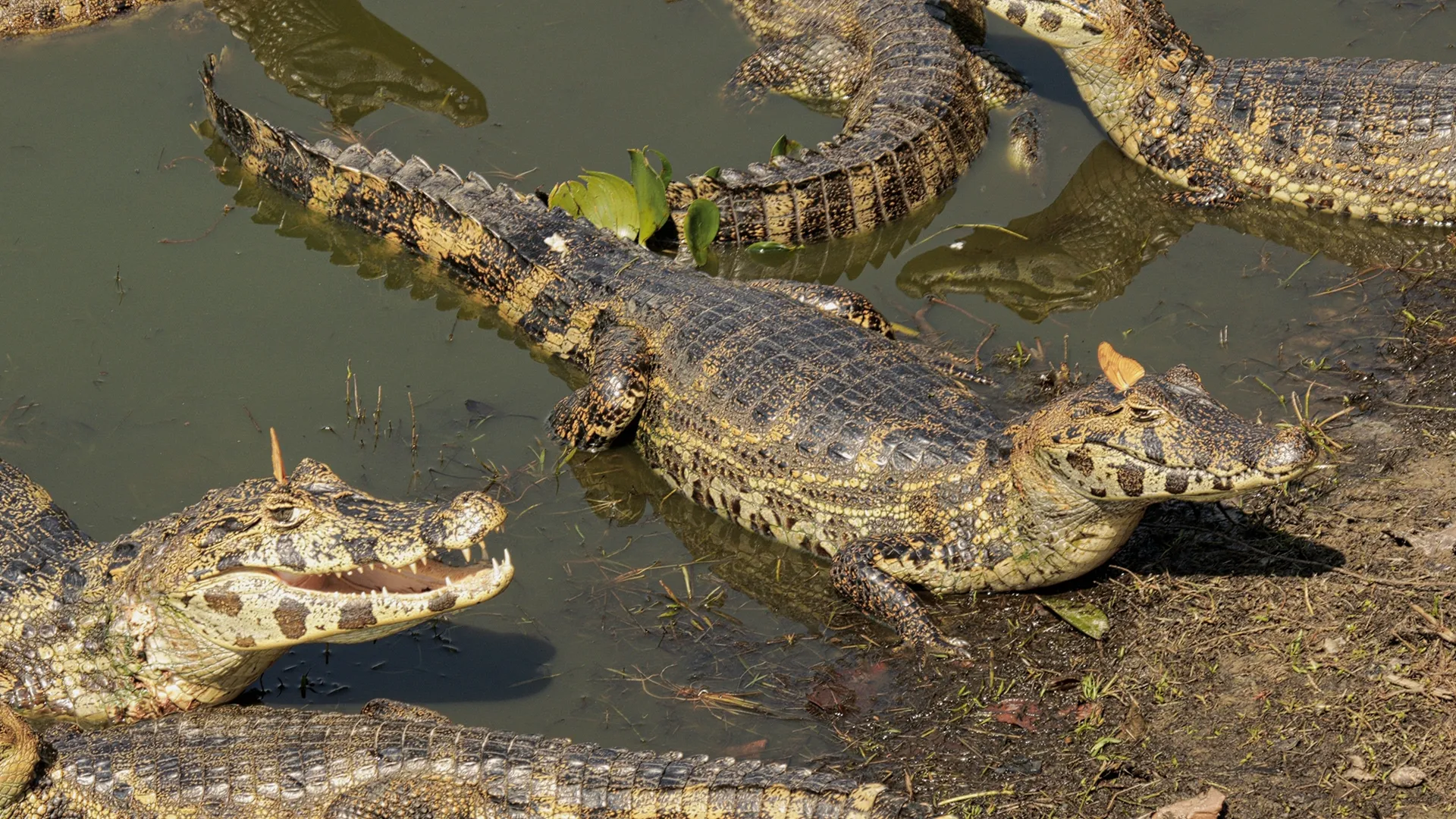 thumbnail - S1:E6 Caiman