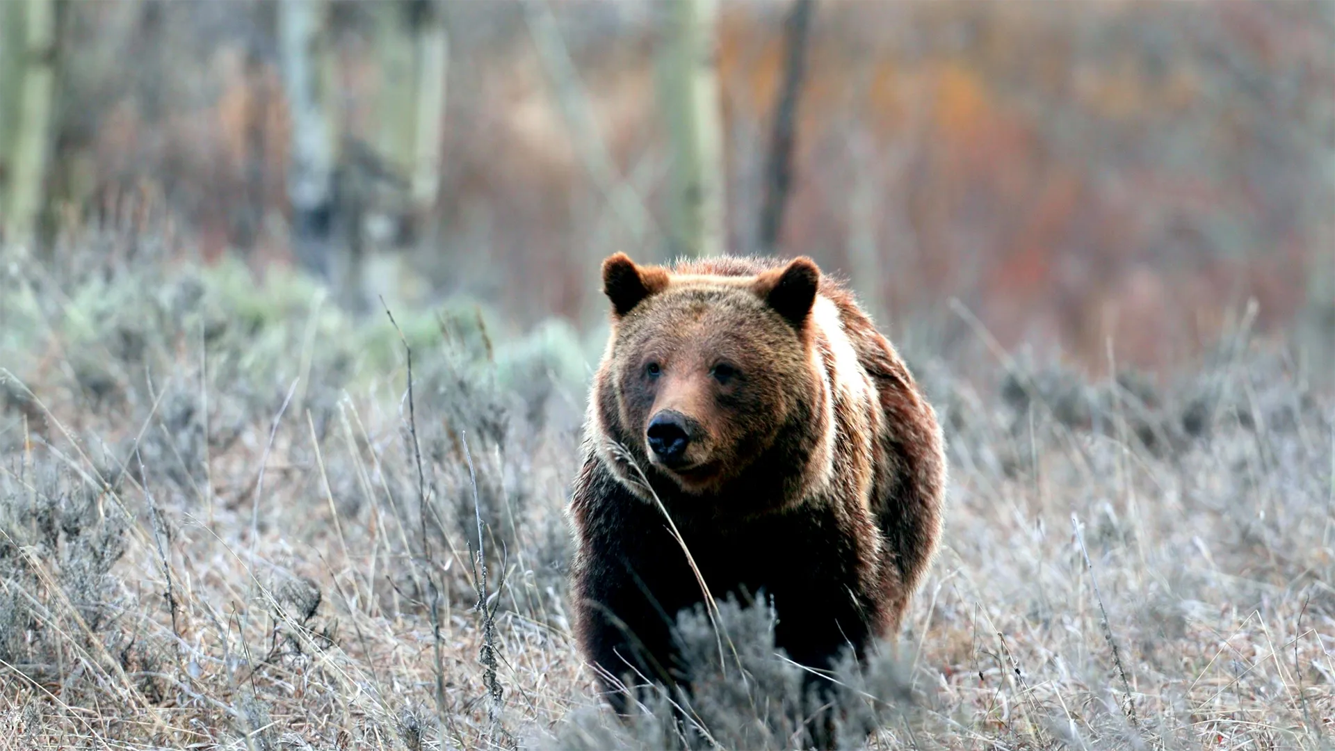 thumbnail - S1:E3 Brown Bear
