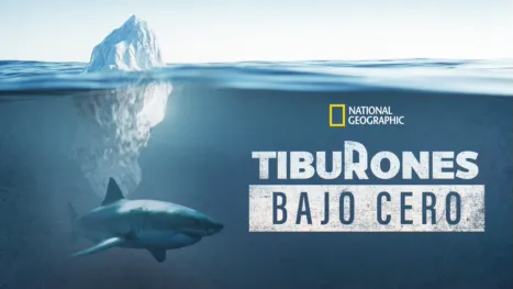 thumbnail - Tiburones bajo cero