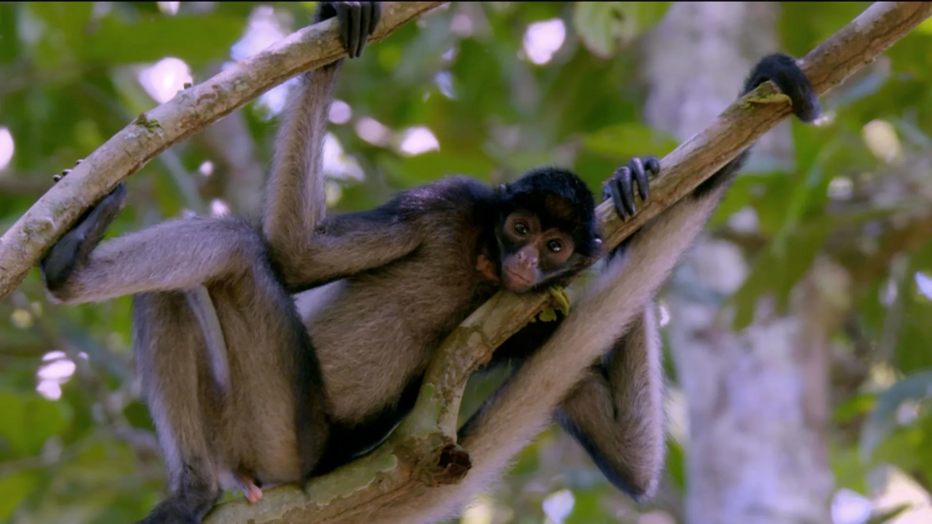 thumbnail - S2:E6 The World Inside the Amazon