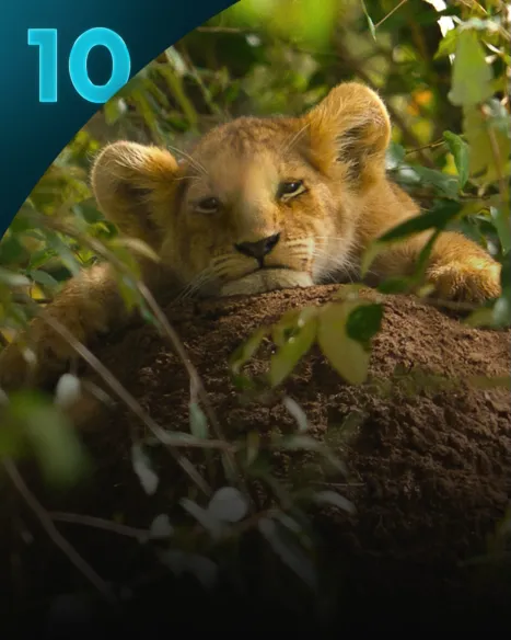 Lion