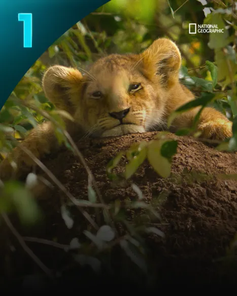 Lion
