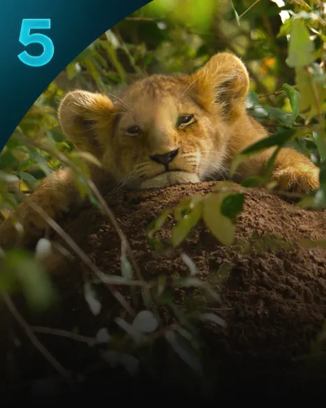 Lion
