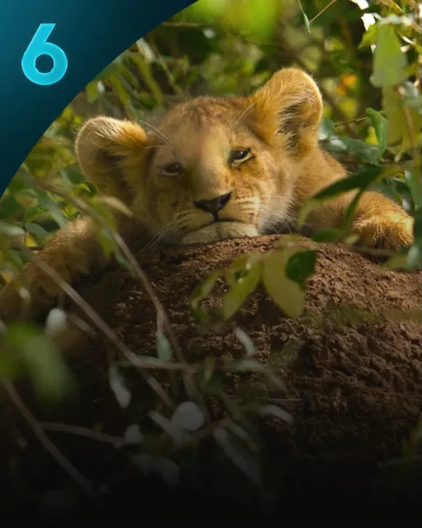 Lion
