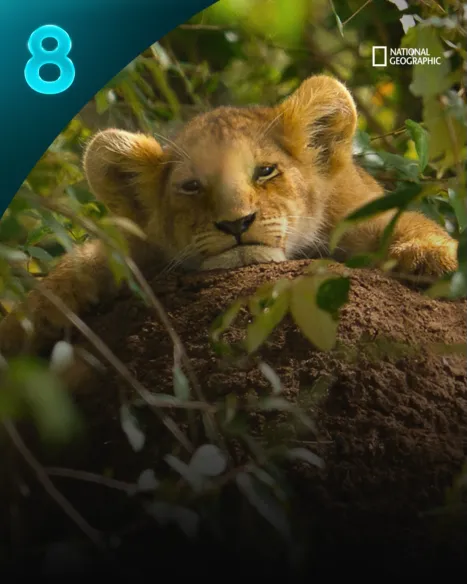 Lion