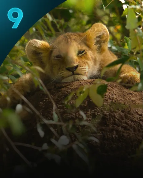 Lion