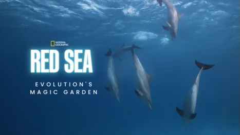 thumbnail - Red Sea: Evolution's Magic Garden