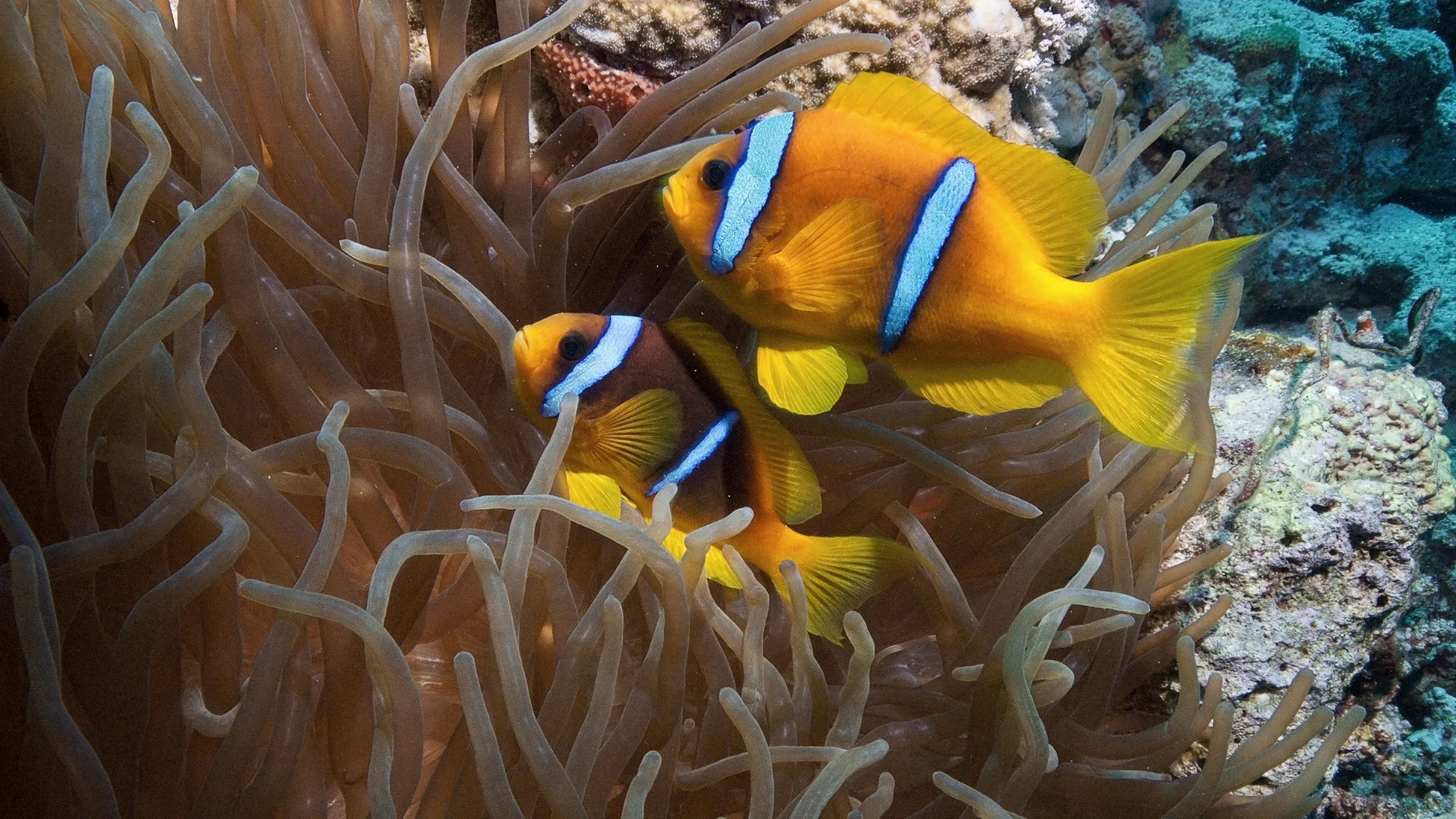 Red Sea: Evolution's Magic Garden