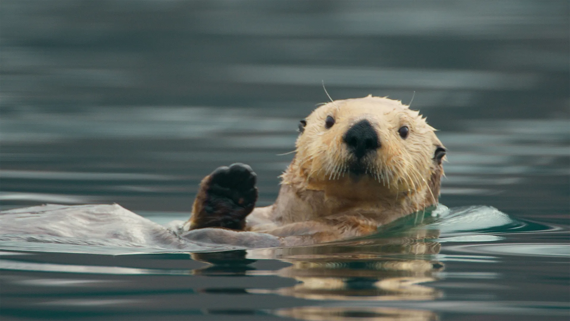 thumbnail - S1:E1 Whales, Walruses, Otters… Whoa!