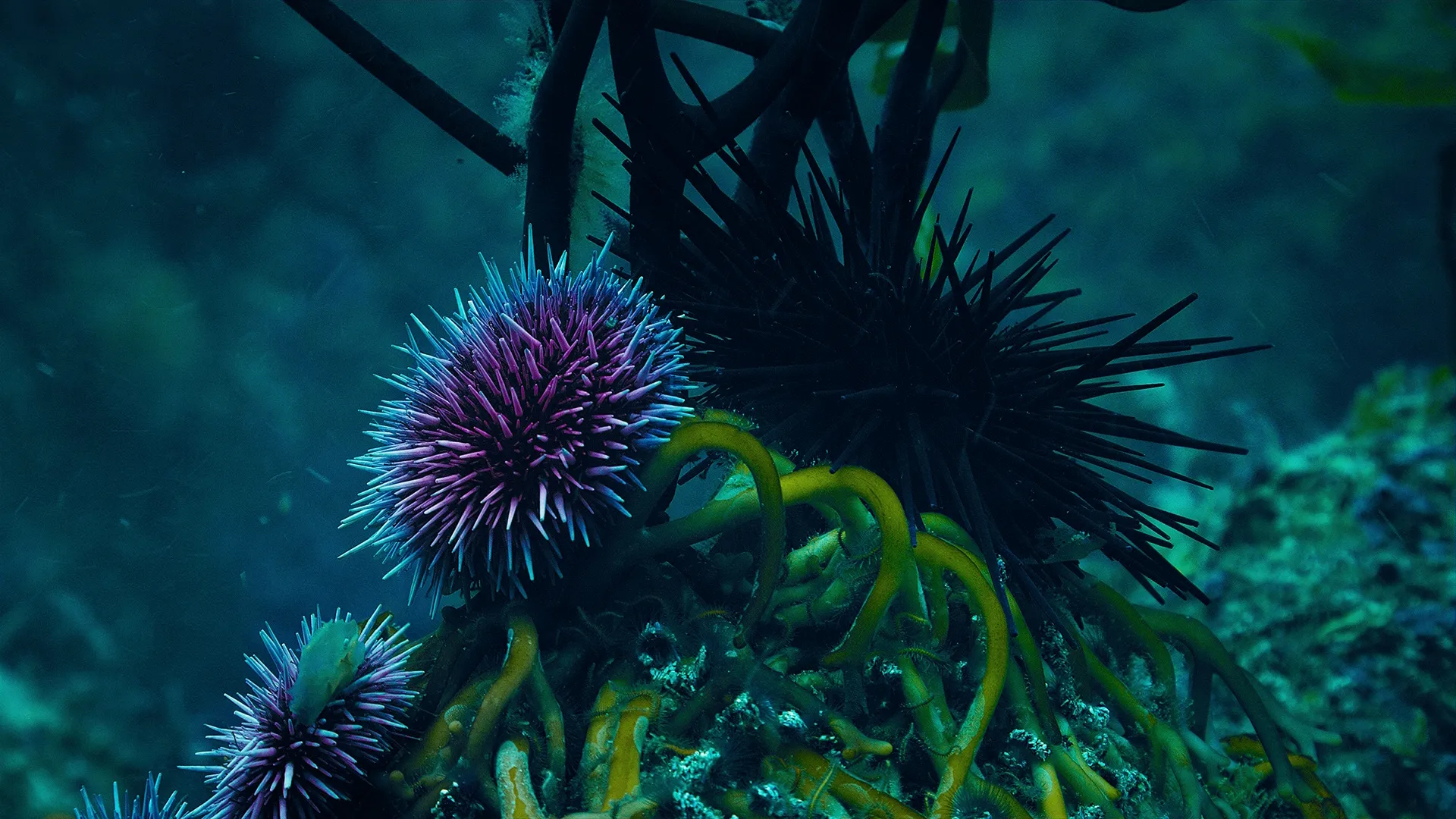 thumbnail - S1:E2 Spikes, Prickles, Thorns… Whoa!