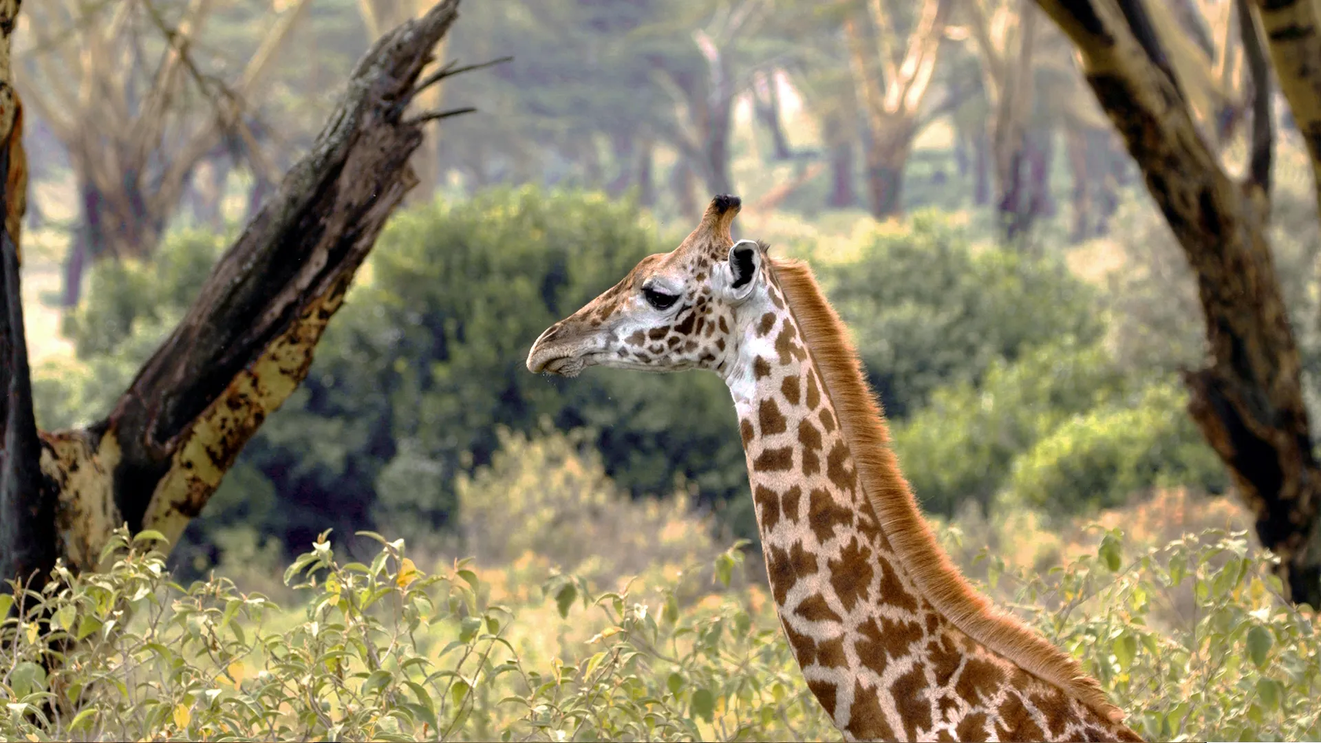 thumbnail - S1:E3 Giraffes, Hyenas, Lions… Whoa!