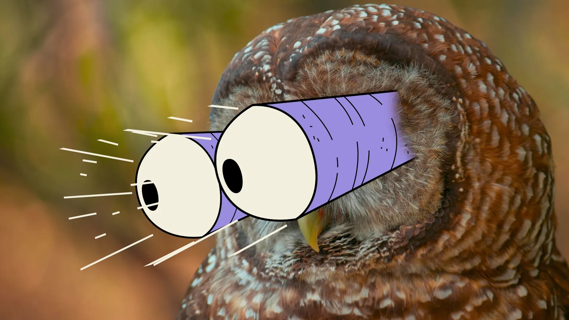 thumbnail - S1:E4 Hawks, Eagles, Owls… Whoa!