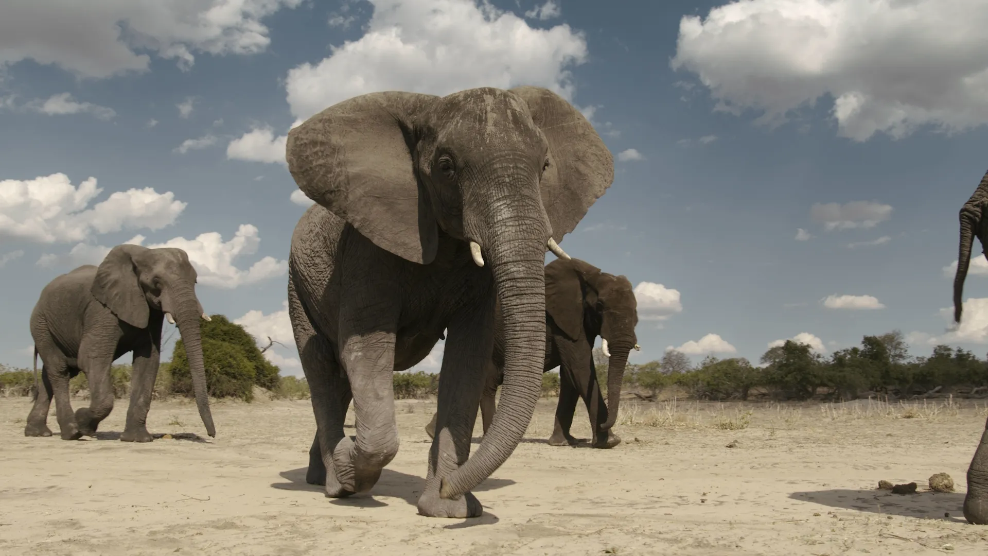 thumbnail - S1:E6 Elephant Trunks, Ears, Babies… Whoa!