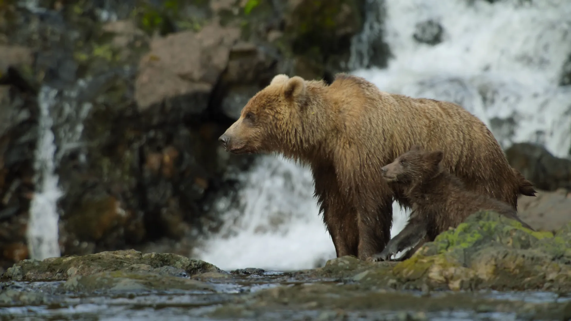 thumbnail - S1:E9 Grizzly, Panda, Polar Bears… Whoa!