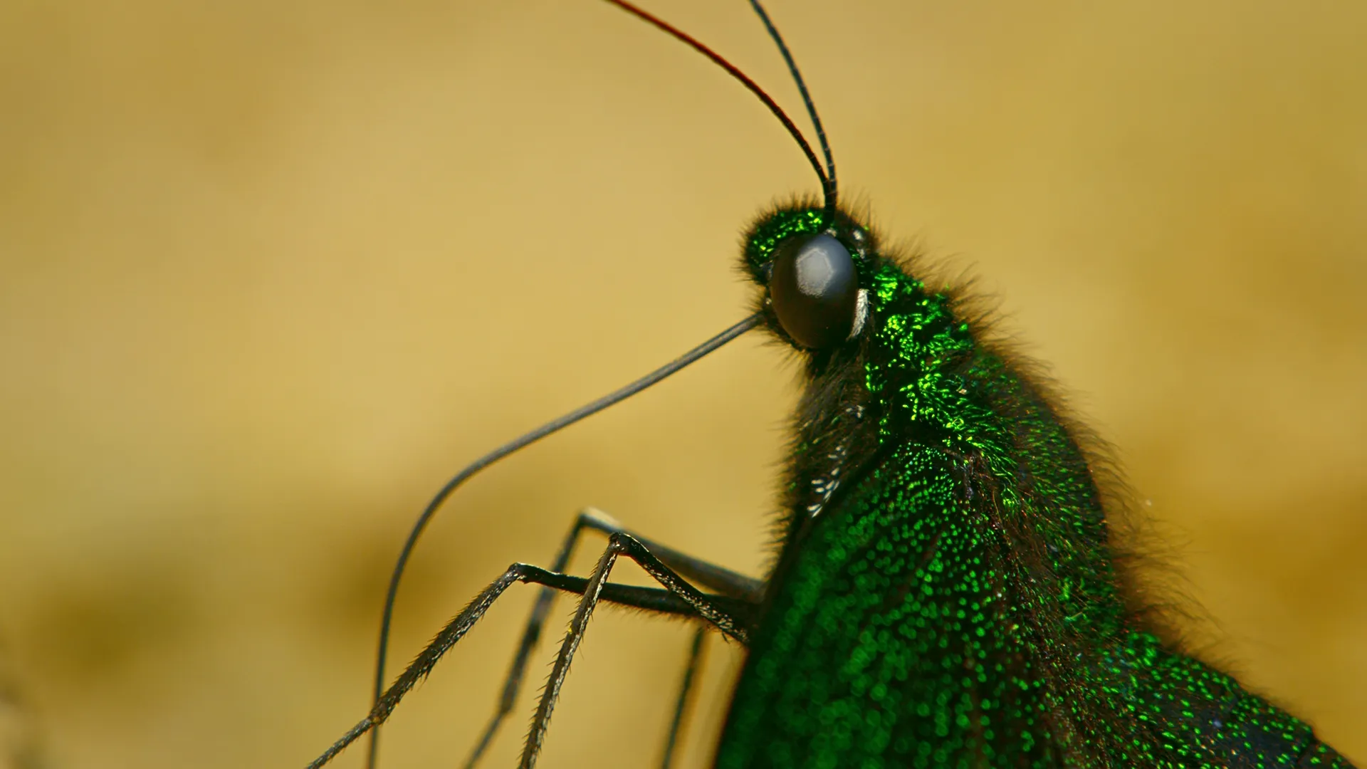 thumbnail - S1:E10 Ants, Beetles, Spiders… Whoa!