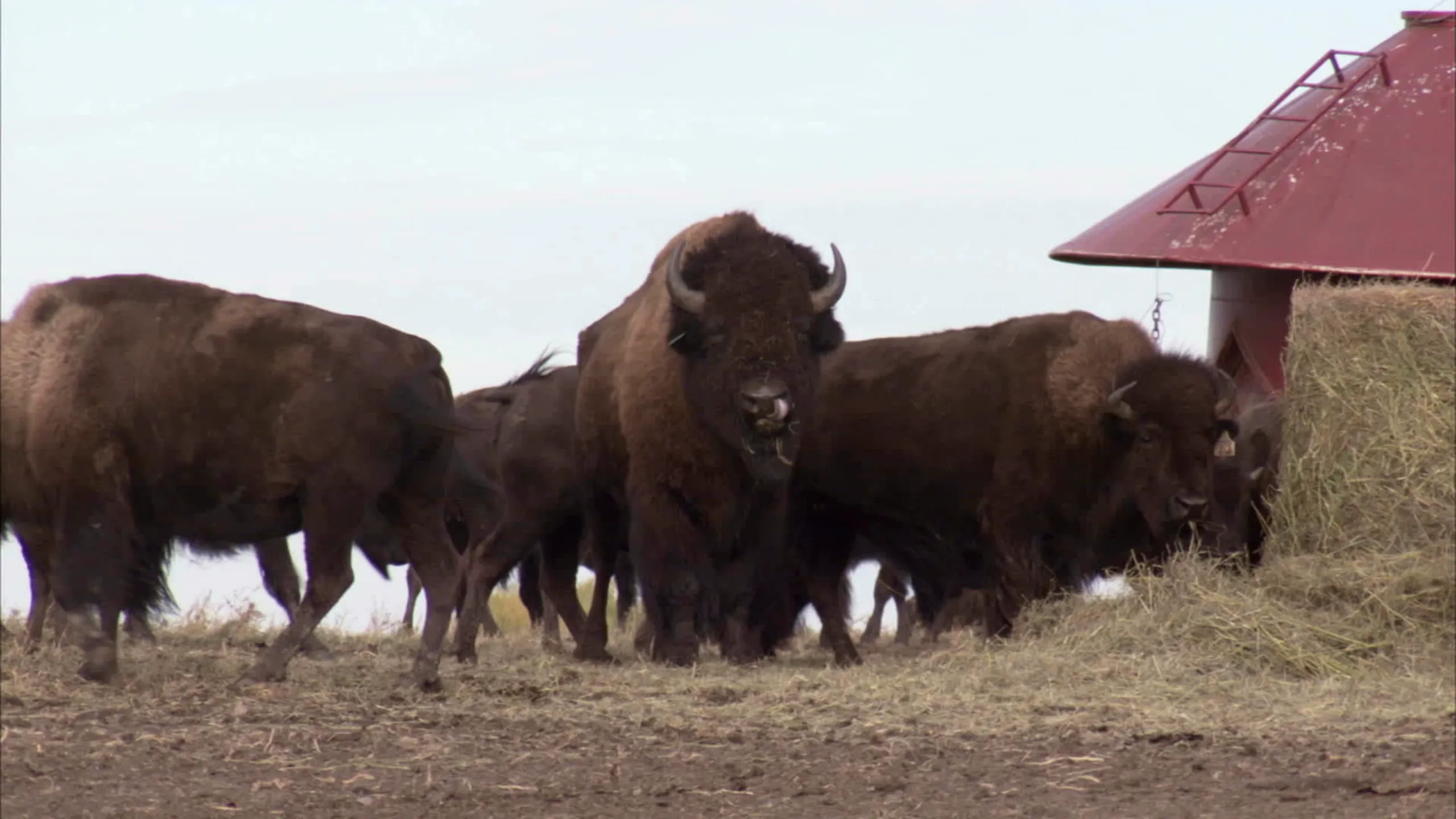 thumbnail - S3:E2 Cattle Killers