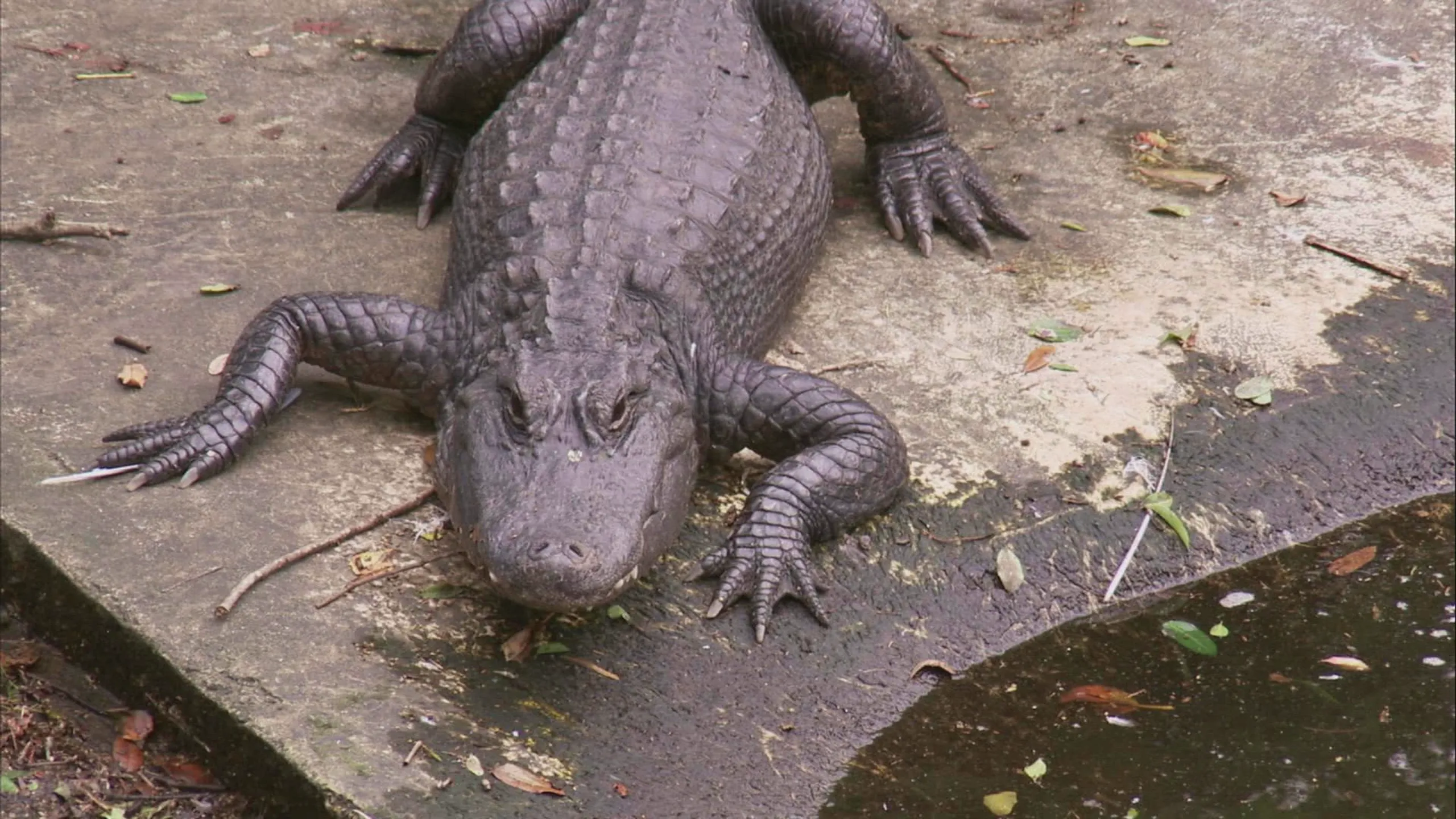 thumbnail - S3:E5 Gators in the Sewers