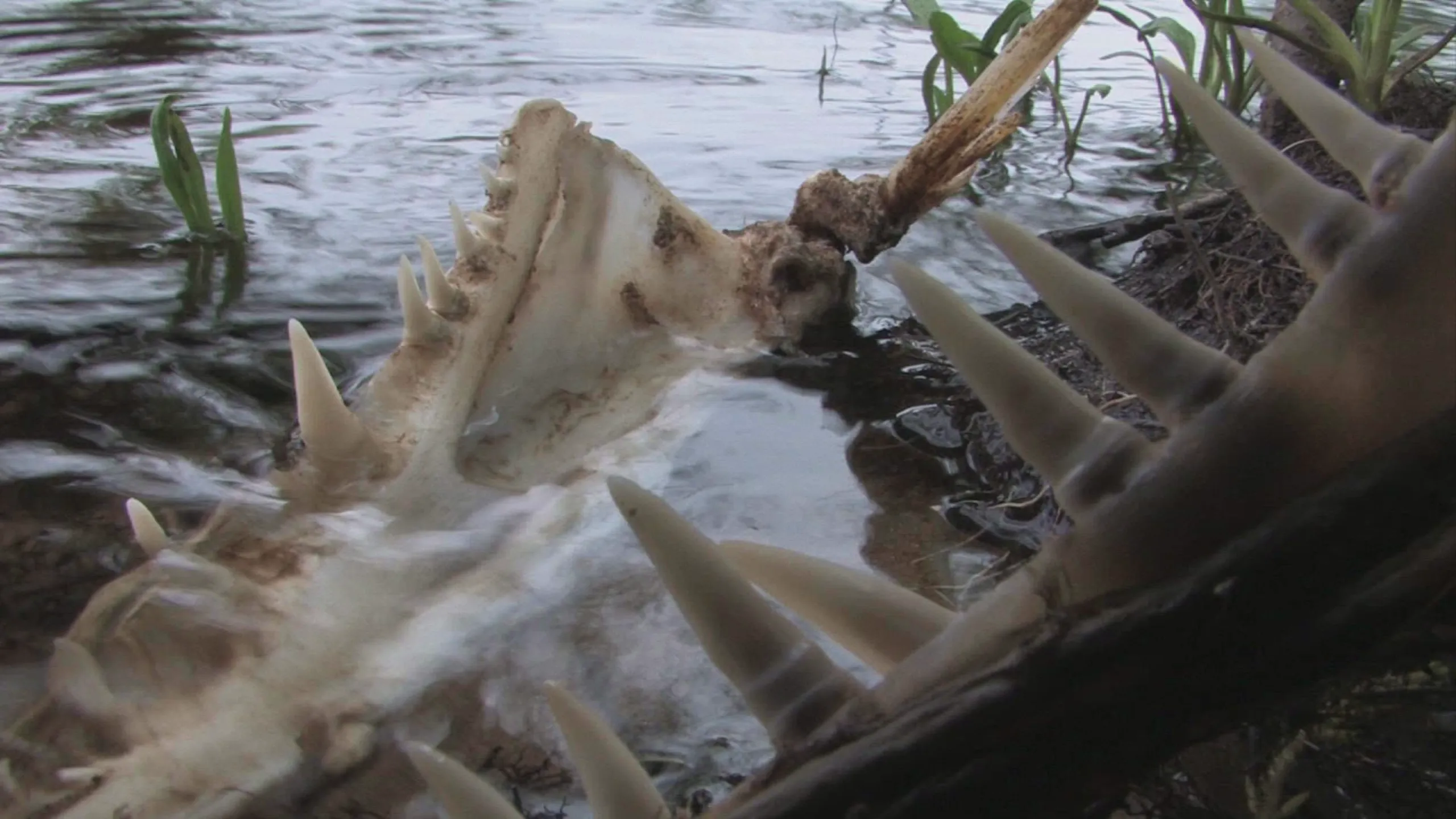 thumbnail - S3:E12 Gigantic Killer Fish II