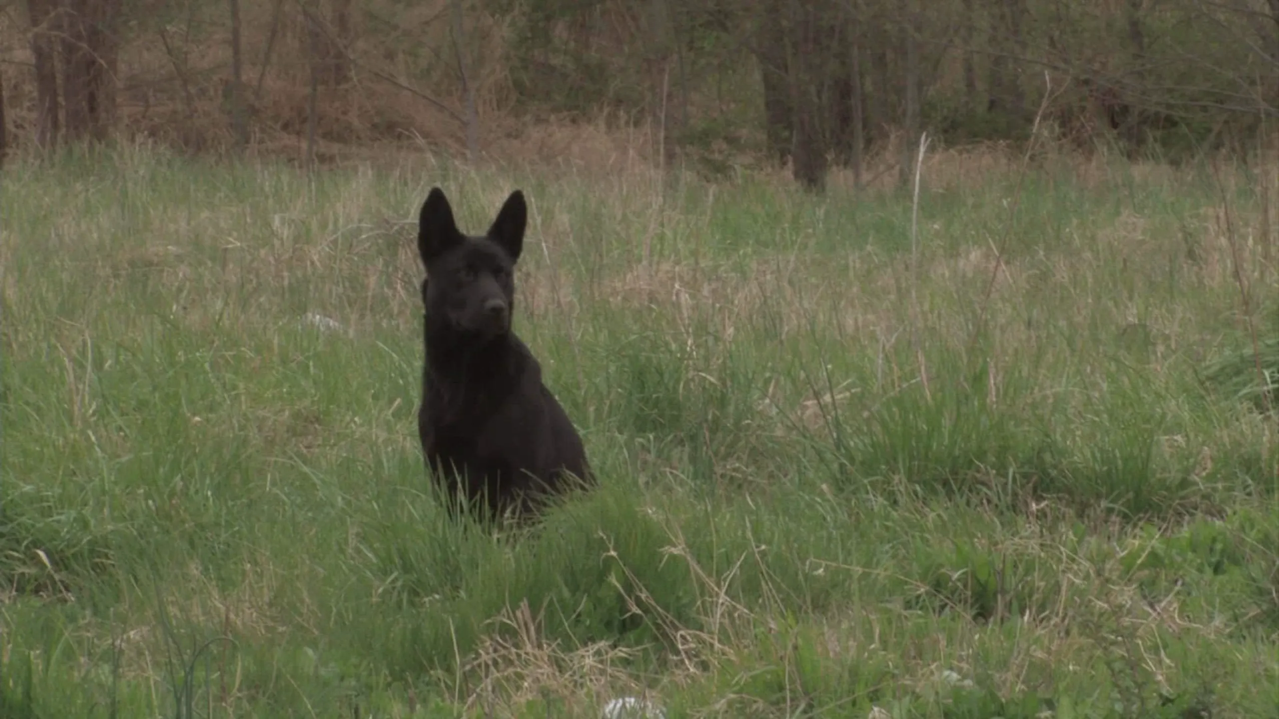 thumbnail - S3:E20 The Real Cujo