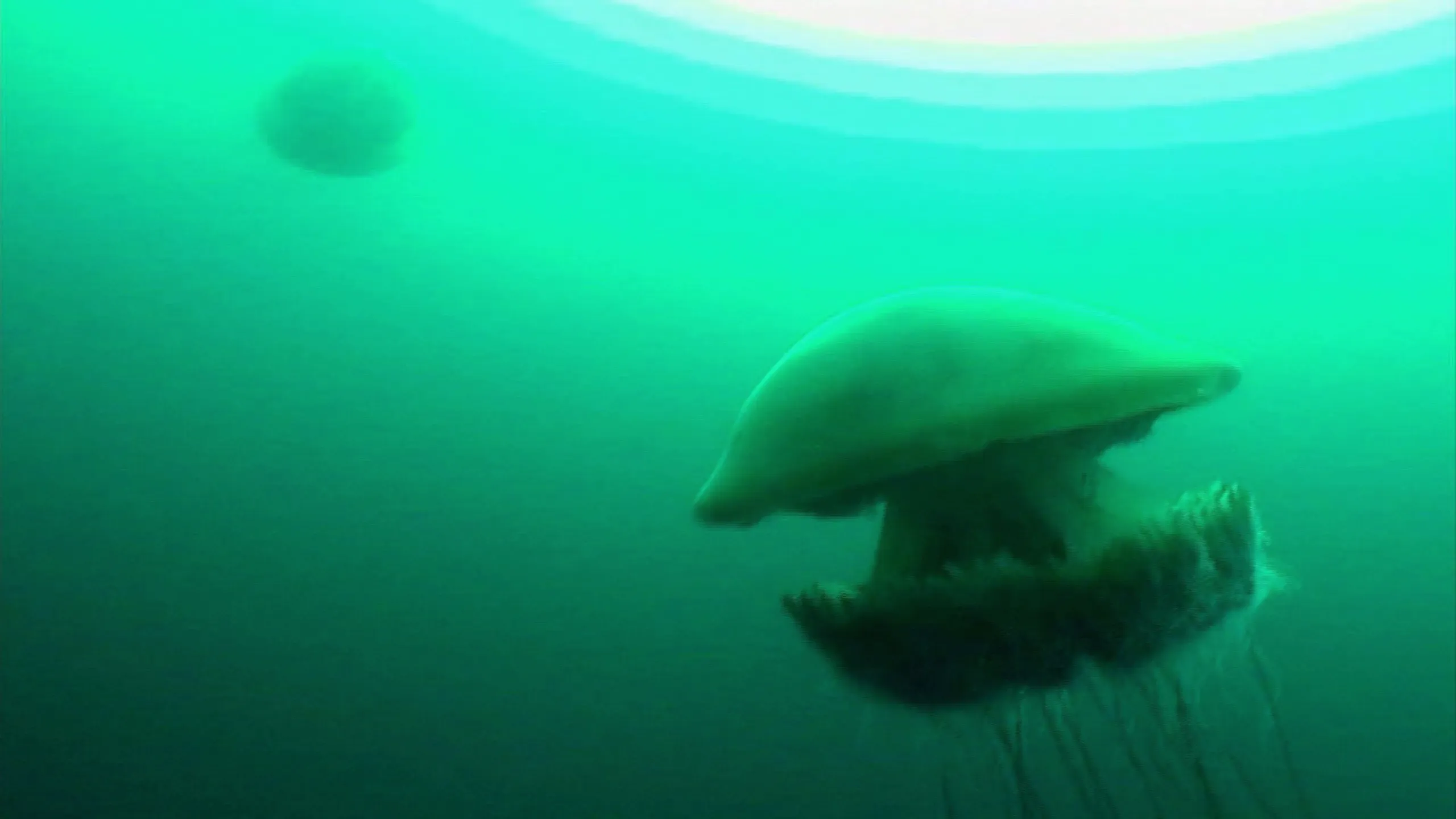 thumbnail - S3:E14 Killer Jellyfish