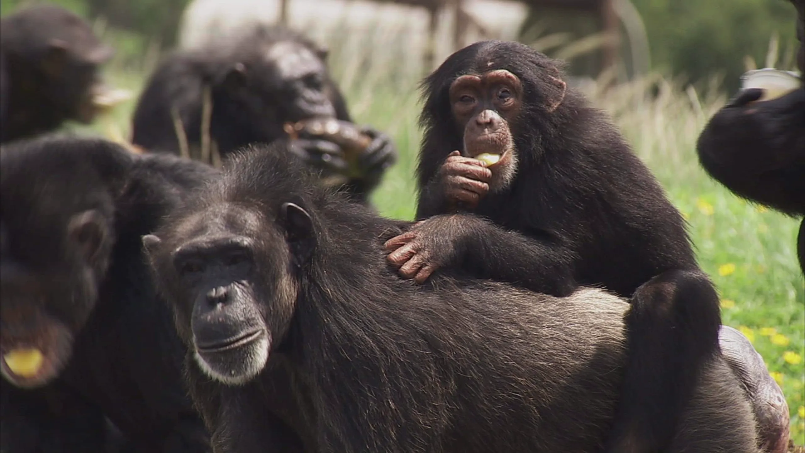 thumbnail - S3:E22 Killer Chimps in America