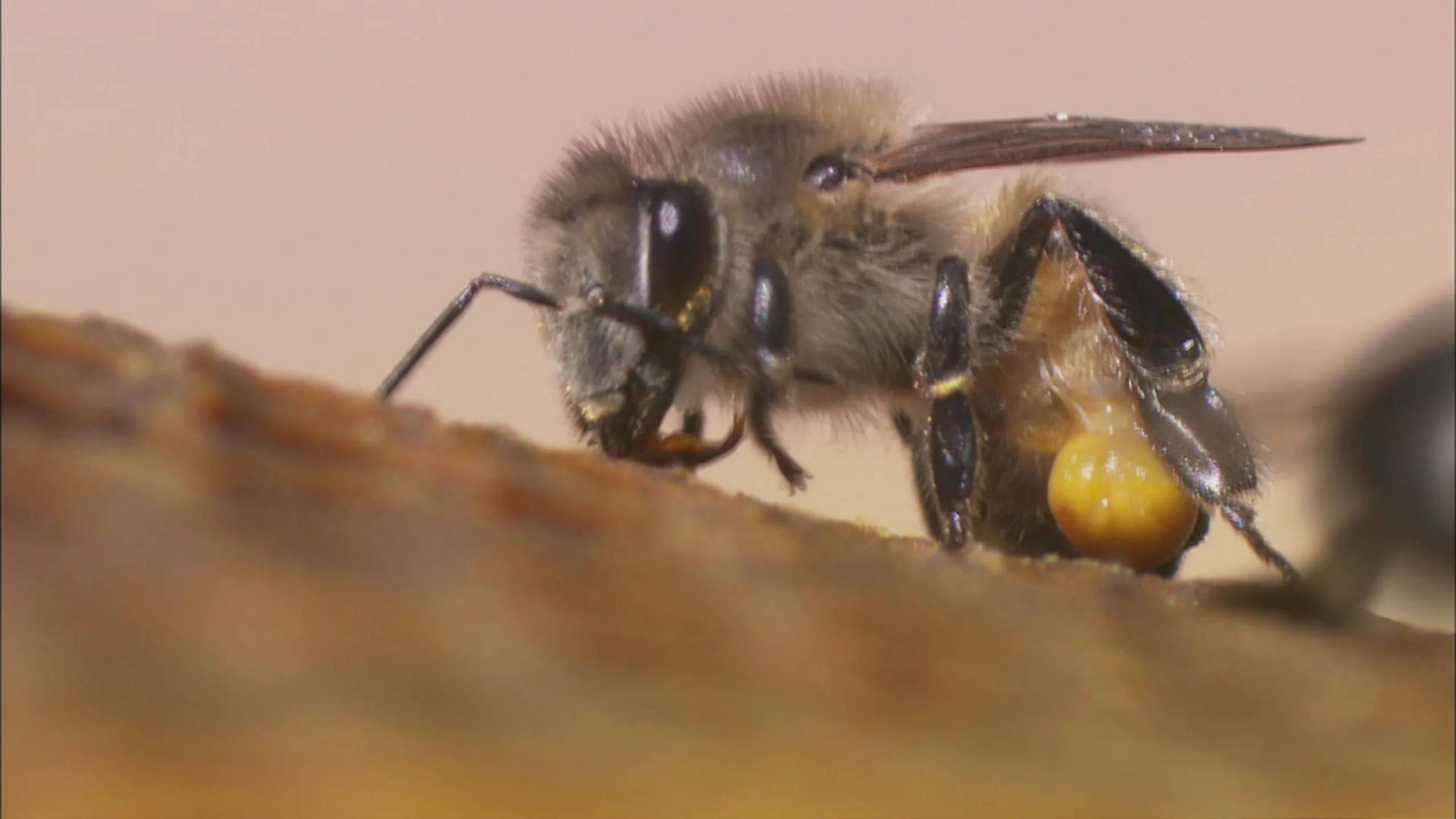 thumbnail - S4:E4 Giant Killer Bees
