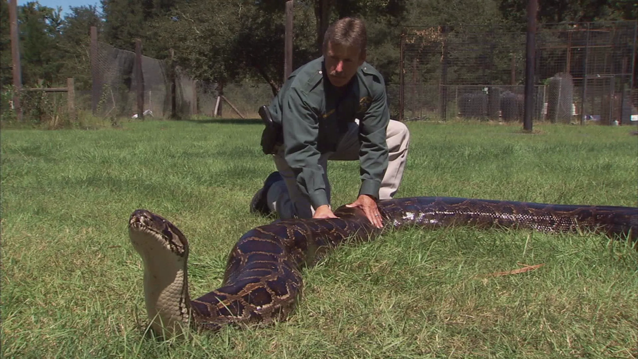 thumbnail - S4:E3 Giant Pythons in America