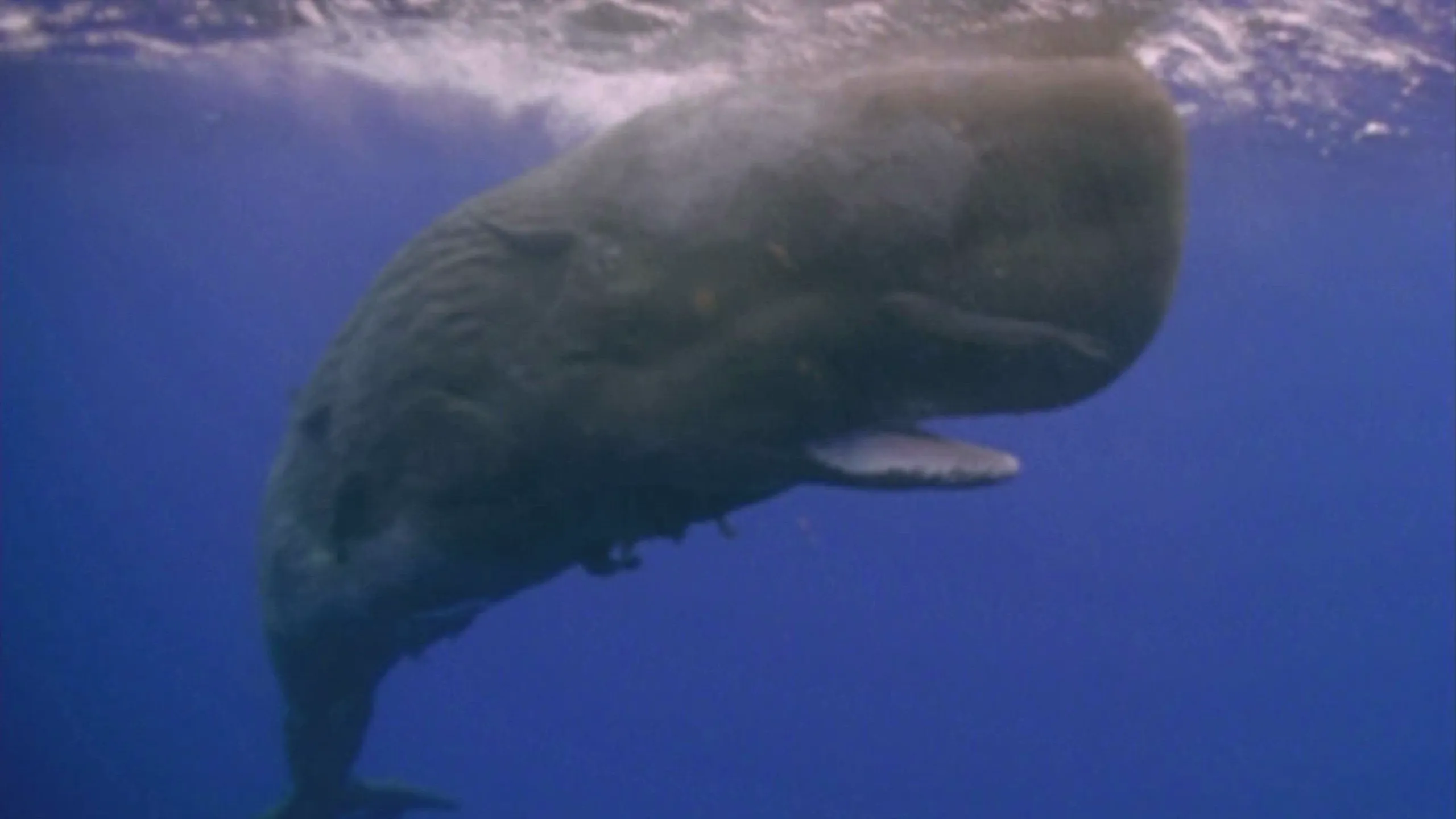 thumbnail - S3:E24 The Real Moby Dick