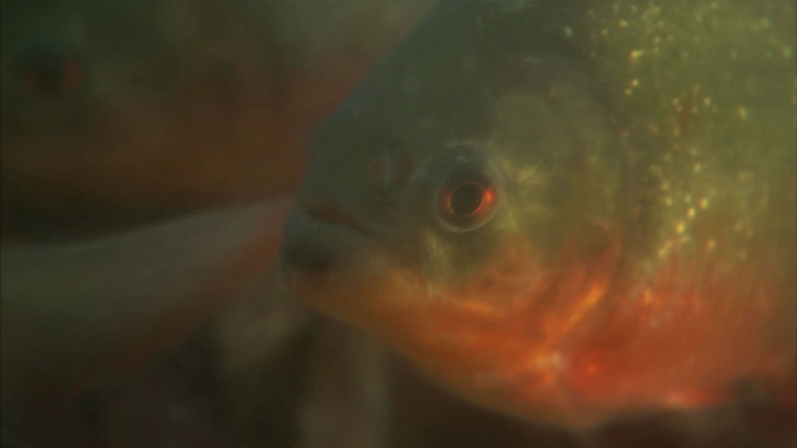 thumbnail - S4:E6 Piranha Invasion