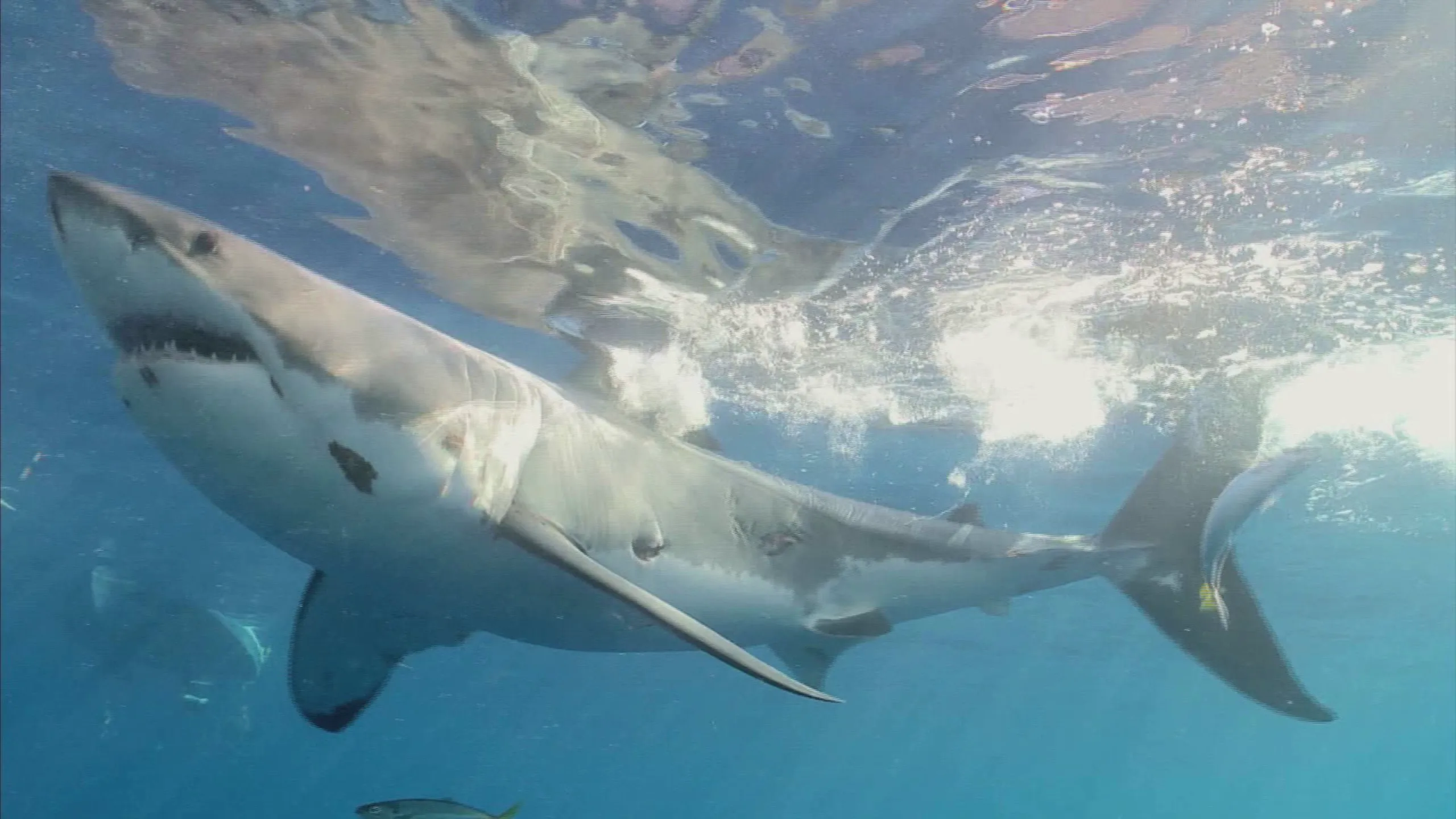 thumbnail - S4:E1 Monster Sharks