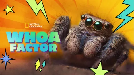 thumbnail - Whoa Factor