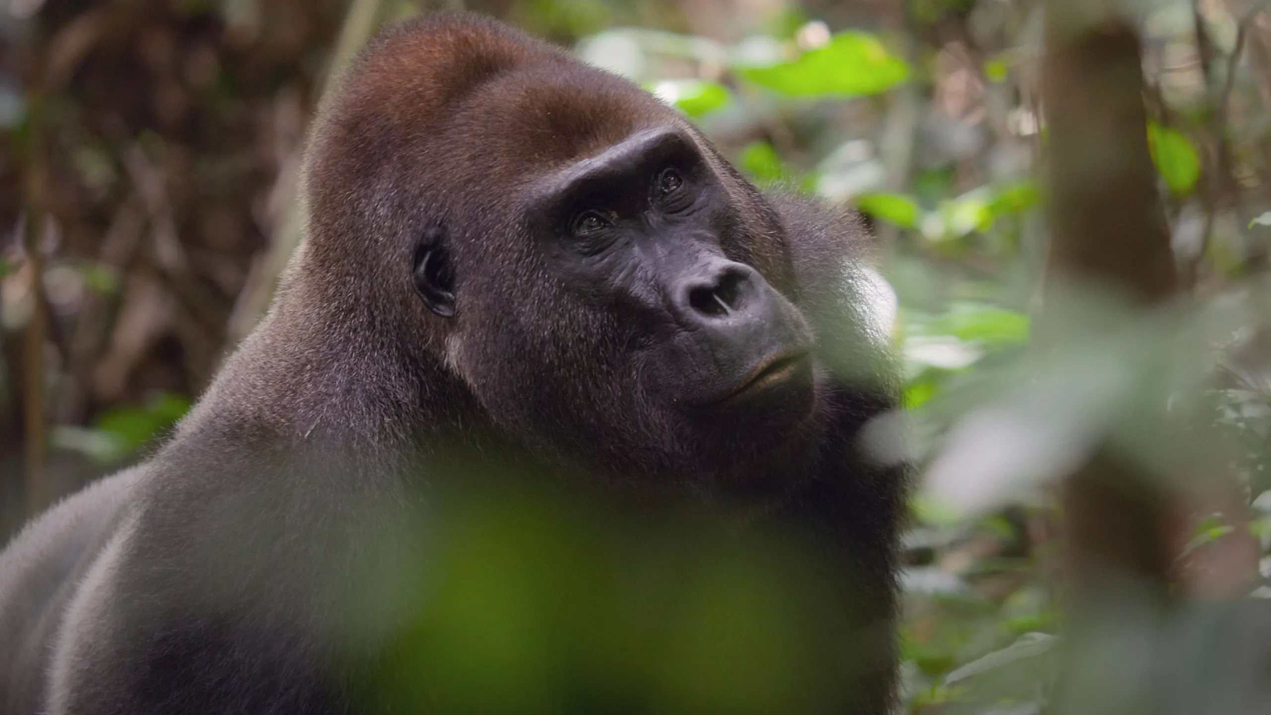 thumbnail - S1:E2 Jungle
