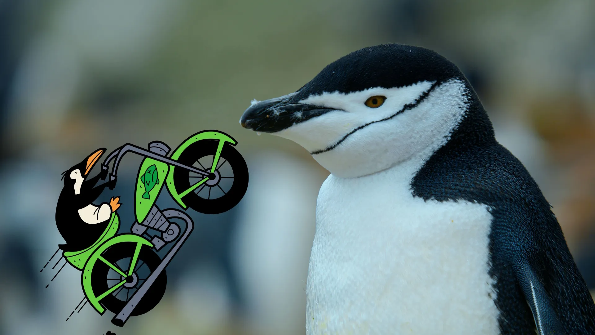 thumbnail - S1:E5 Emperor, Gentoo, Chinstrap Penguins… Whoa!
