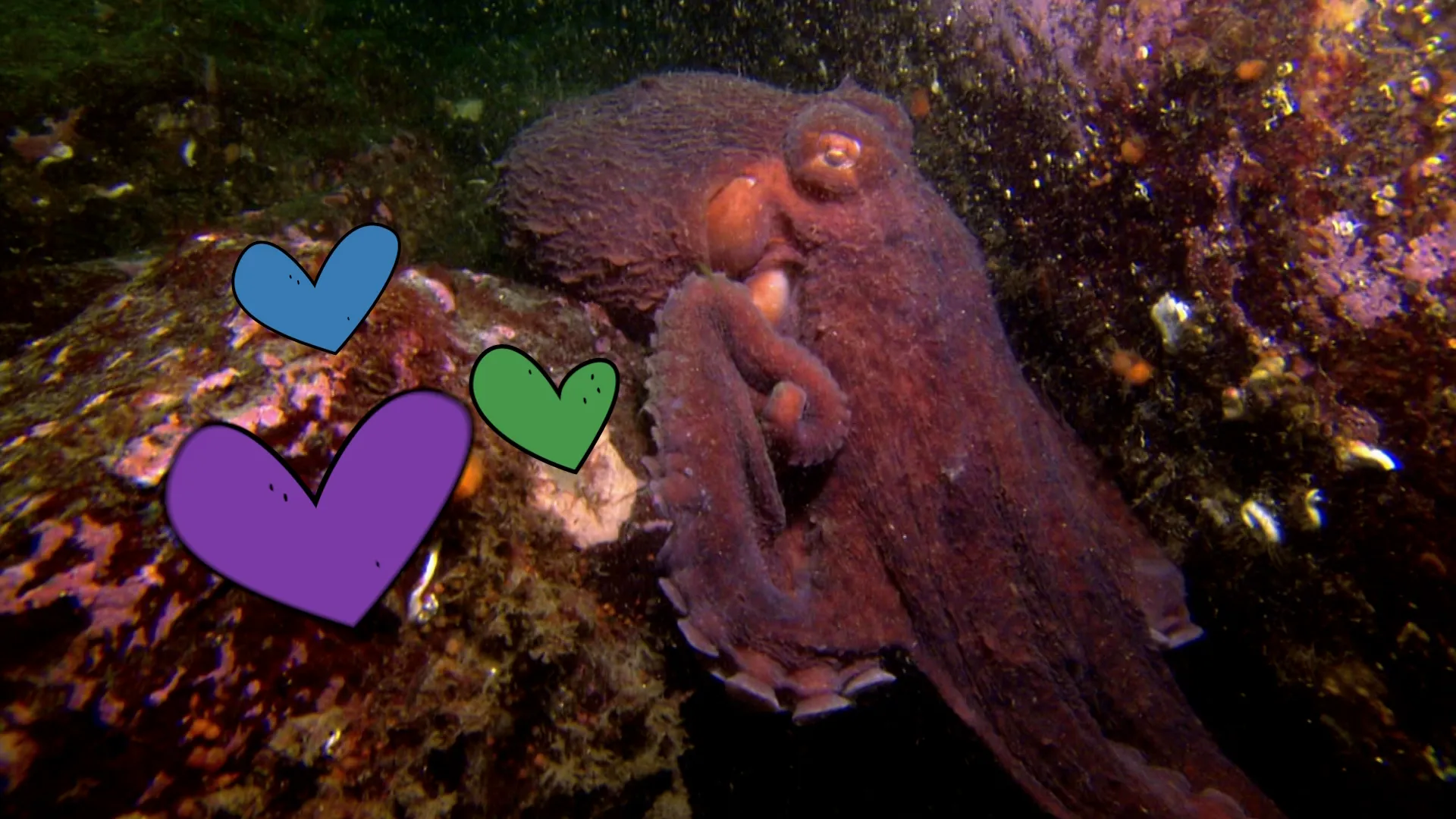 thumbnail - S1:E8 Giant Pacific, Coconut, Mimic Octopus… Whoa!